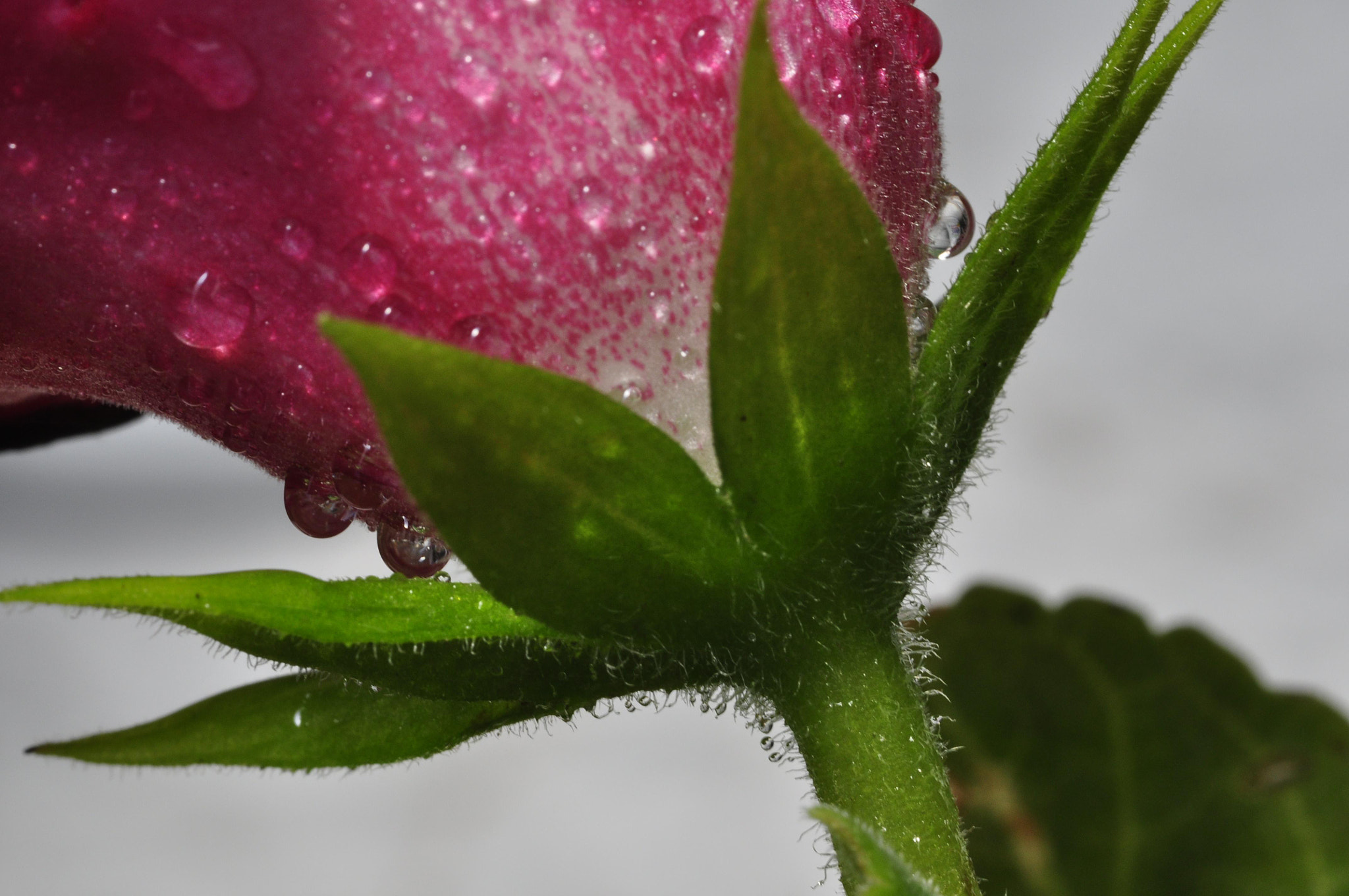 Sigma 105mm F2.8 EX DG Macro sample photo. Untitled photography