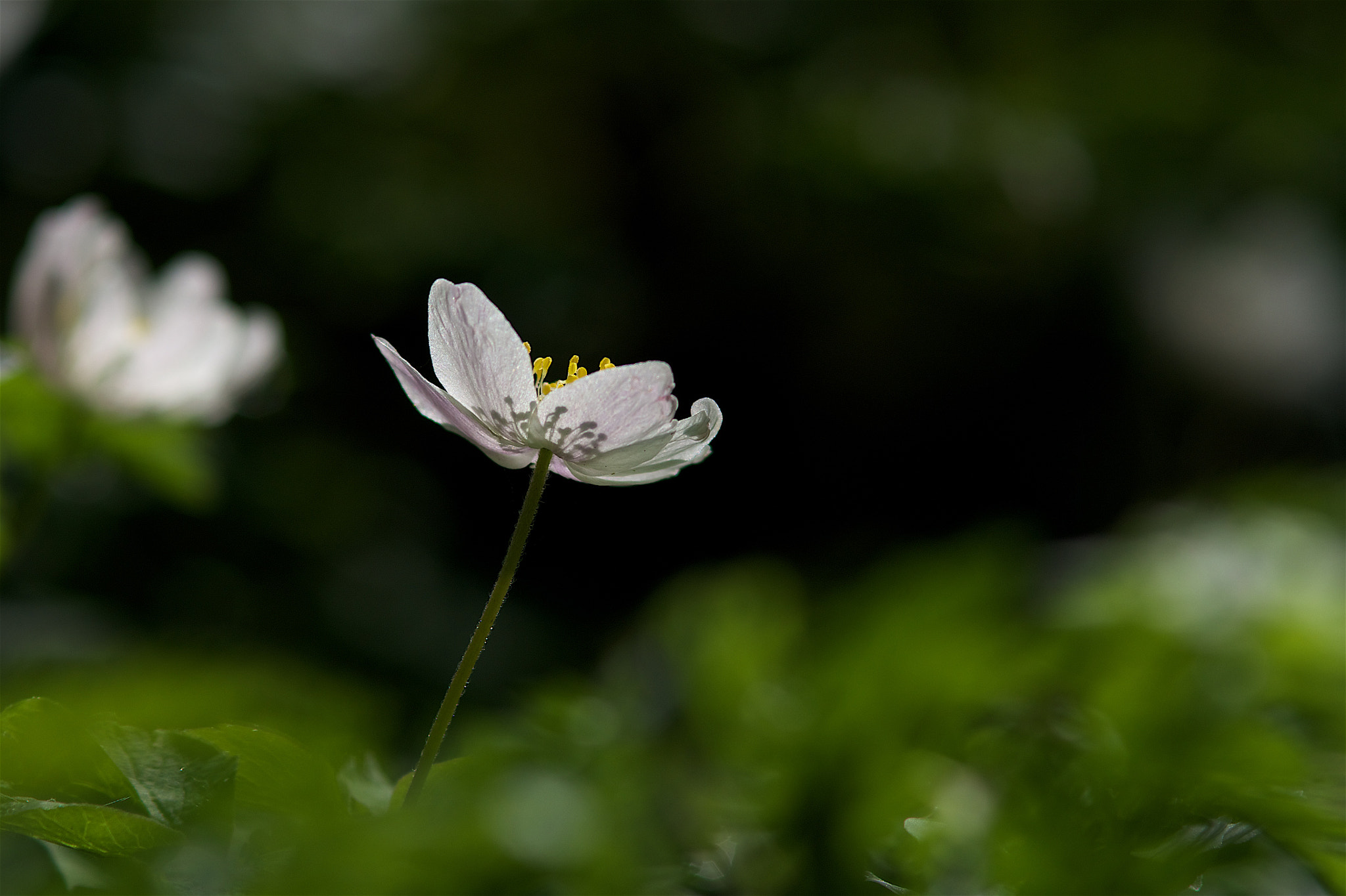 Pentax K-30 + Pentax smc DA* 200mm F2.8 ED (IF) SDM sample photo. Anemone nemorosa photography