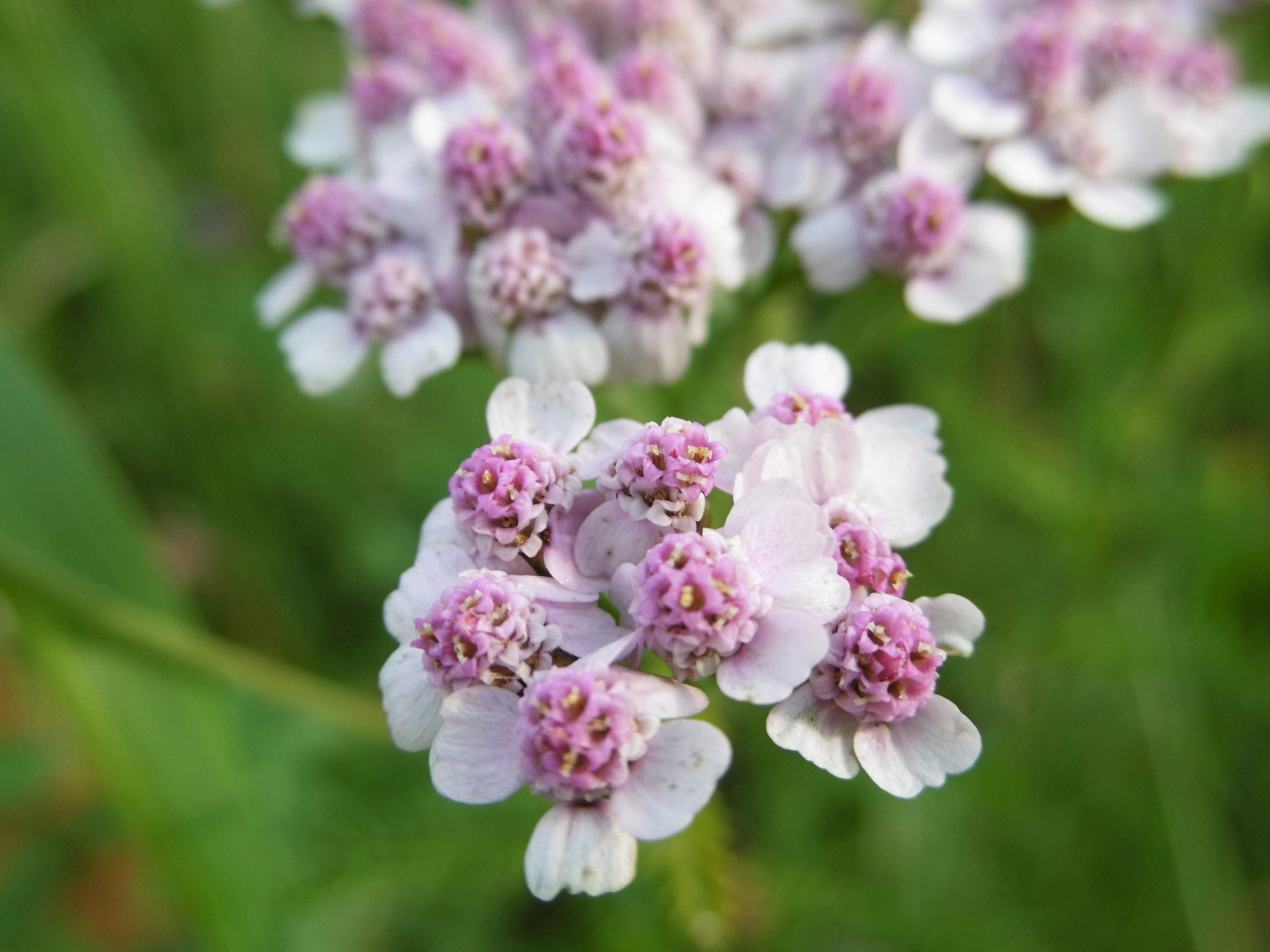 Panasonic DMC-SZ8 sample photo. Pink wildflower photography