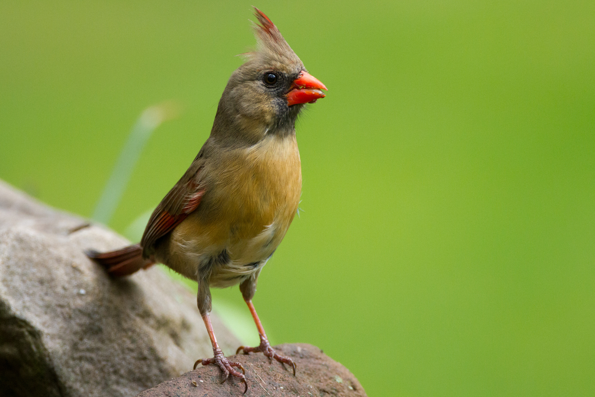 Canon EF 500mm F4L IS USM sample photo. Female cardinal stone photography