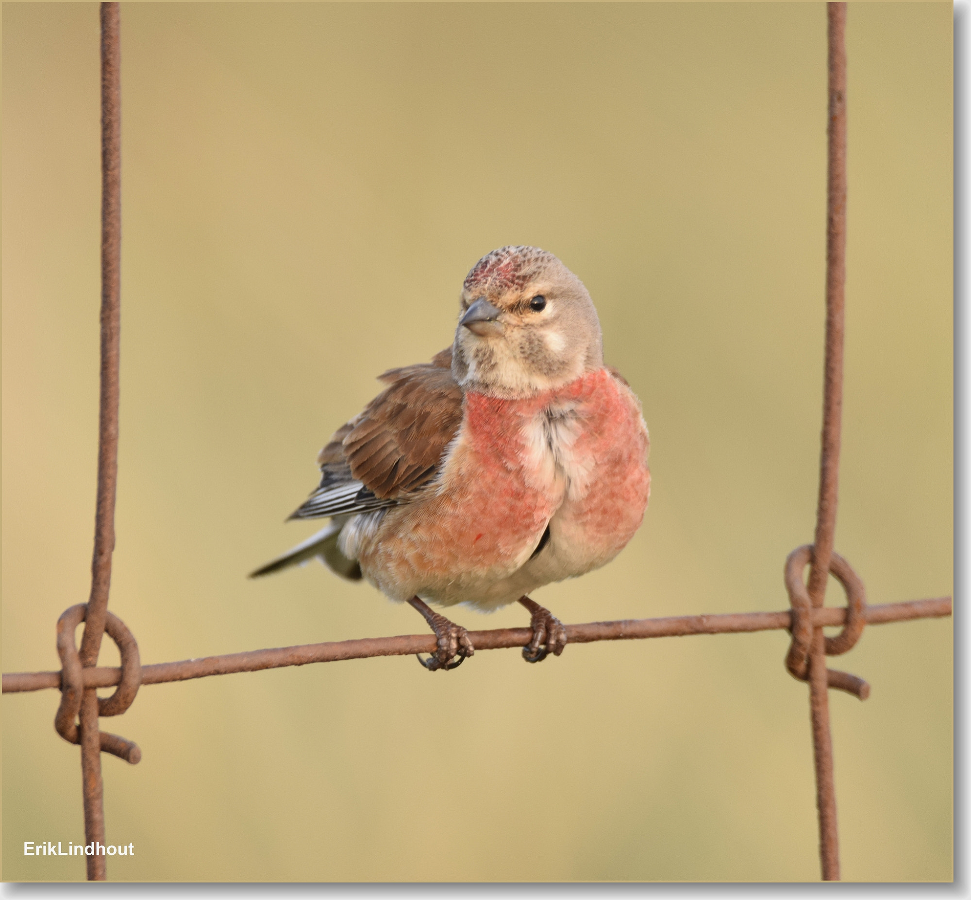 Sigma 150-600mm F5-6.3 DG OS HSM | C sample photo. Linnet photography