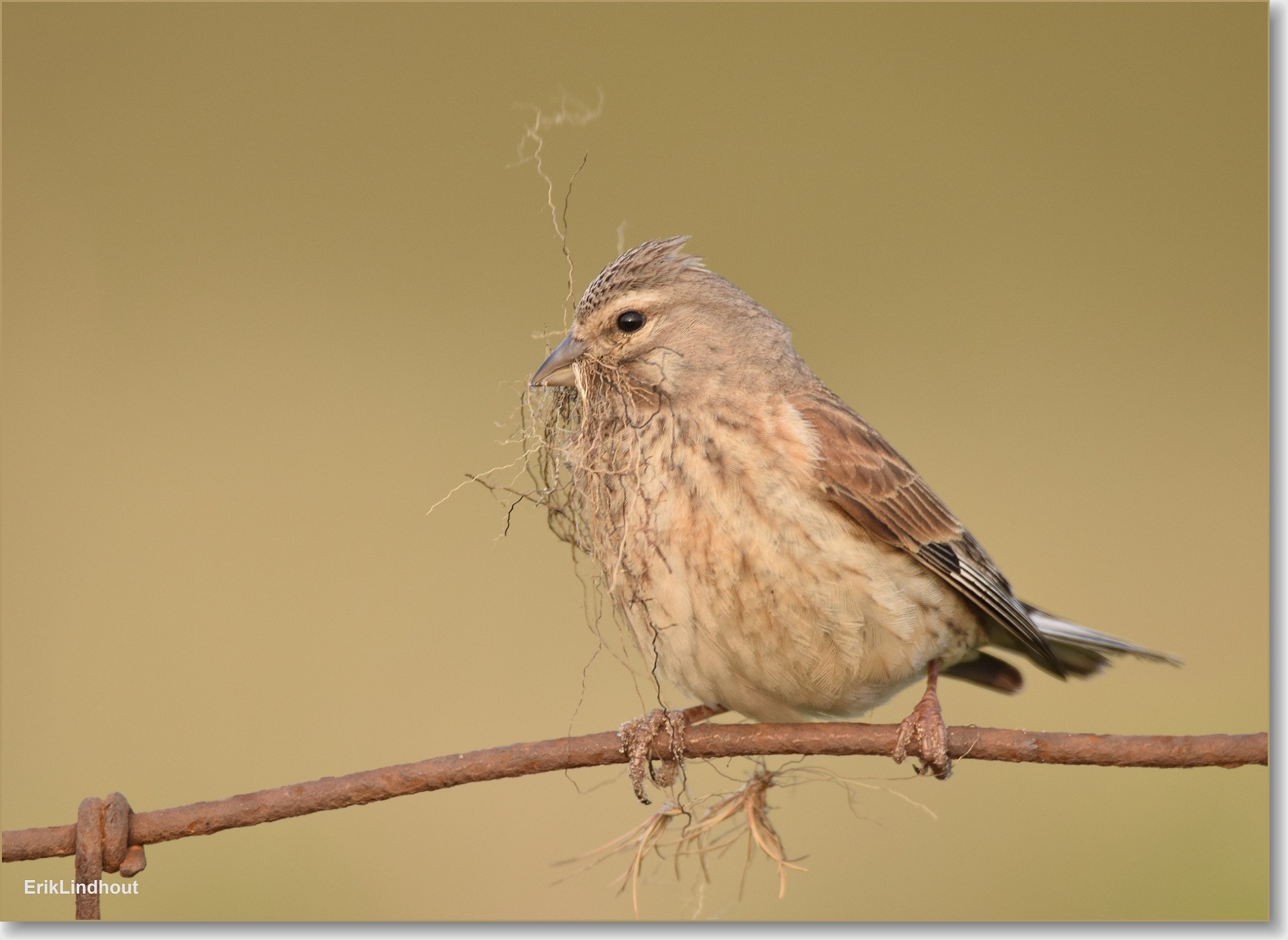 Sigma 150-600mm F5-6.3 DG OS HSM | C sample photo