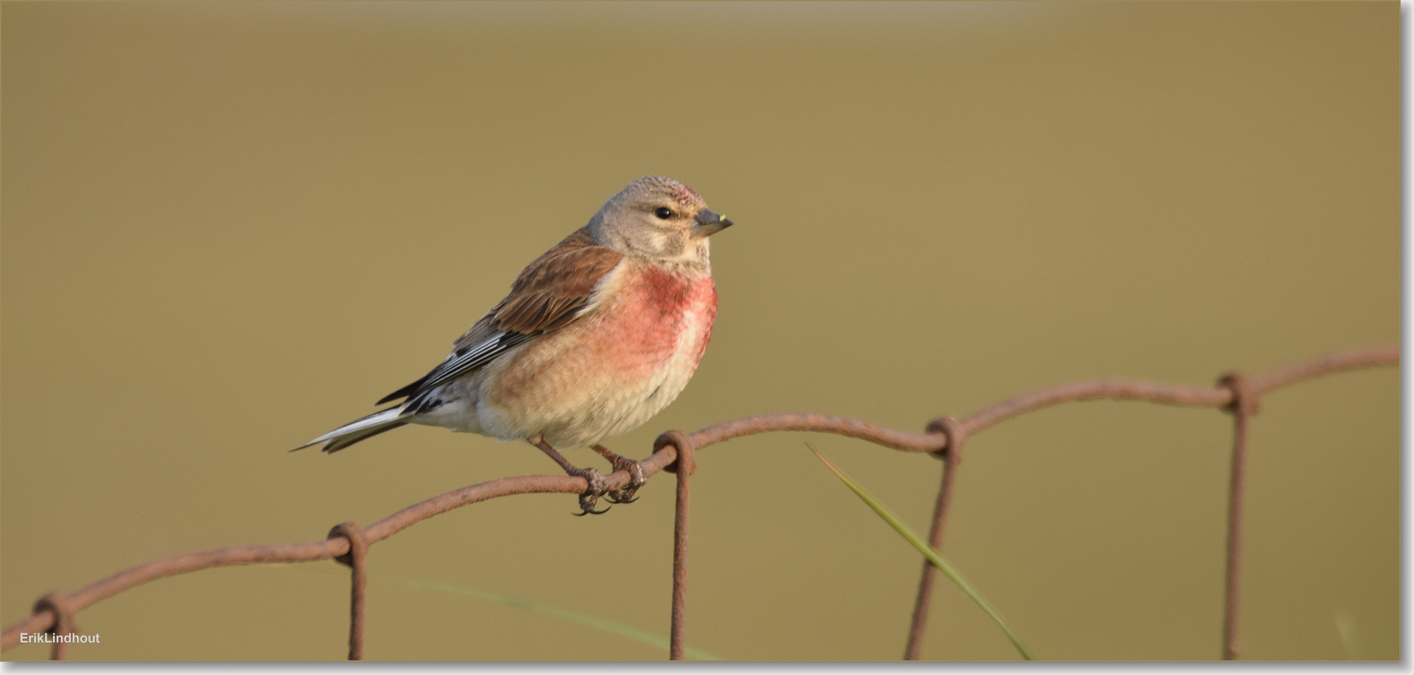 Sigma 150-600mm F5-6.3 DG OS HSM | C sample photo