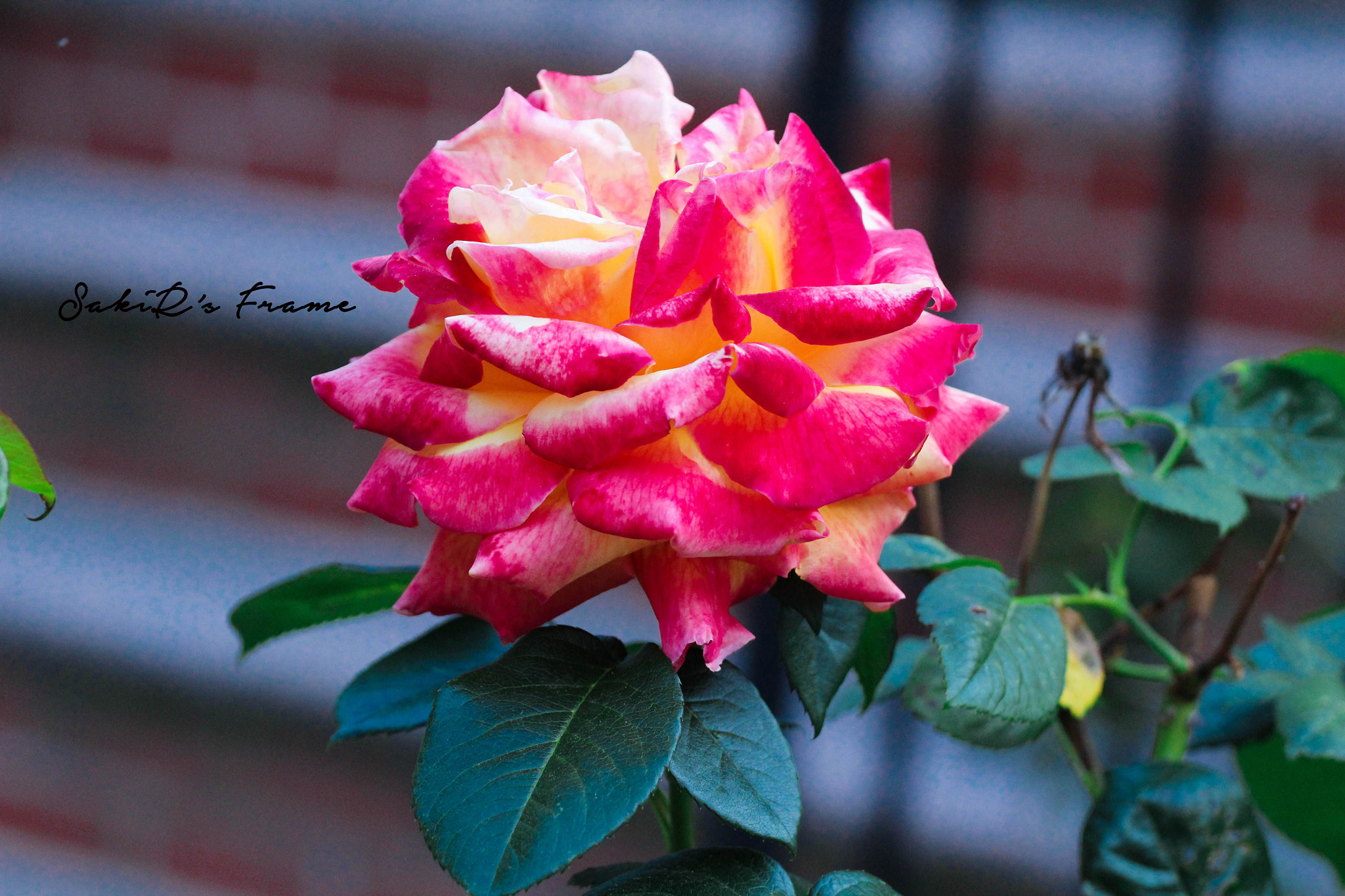 Canon EOS 1200D (EOS Rebel T5 / EOS Kiss X70 / EOS Hi) + Canon EF 70-200mm F4L USM sample photo. Big rose ....  photography