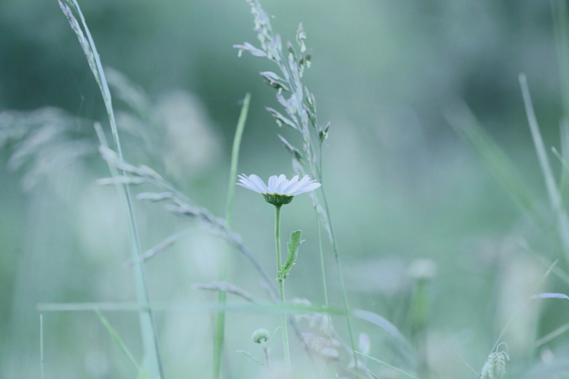 Canon EF 180mm F3.5L Macro USM sample photo. Flower photography