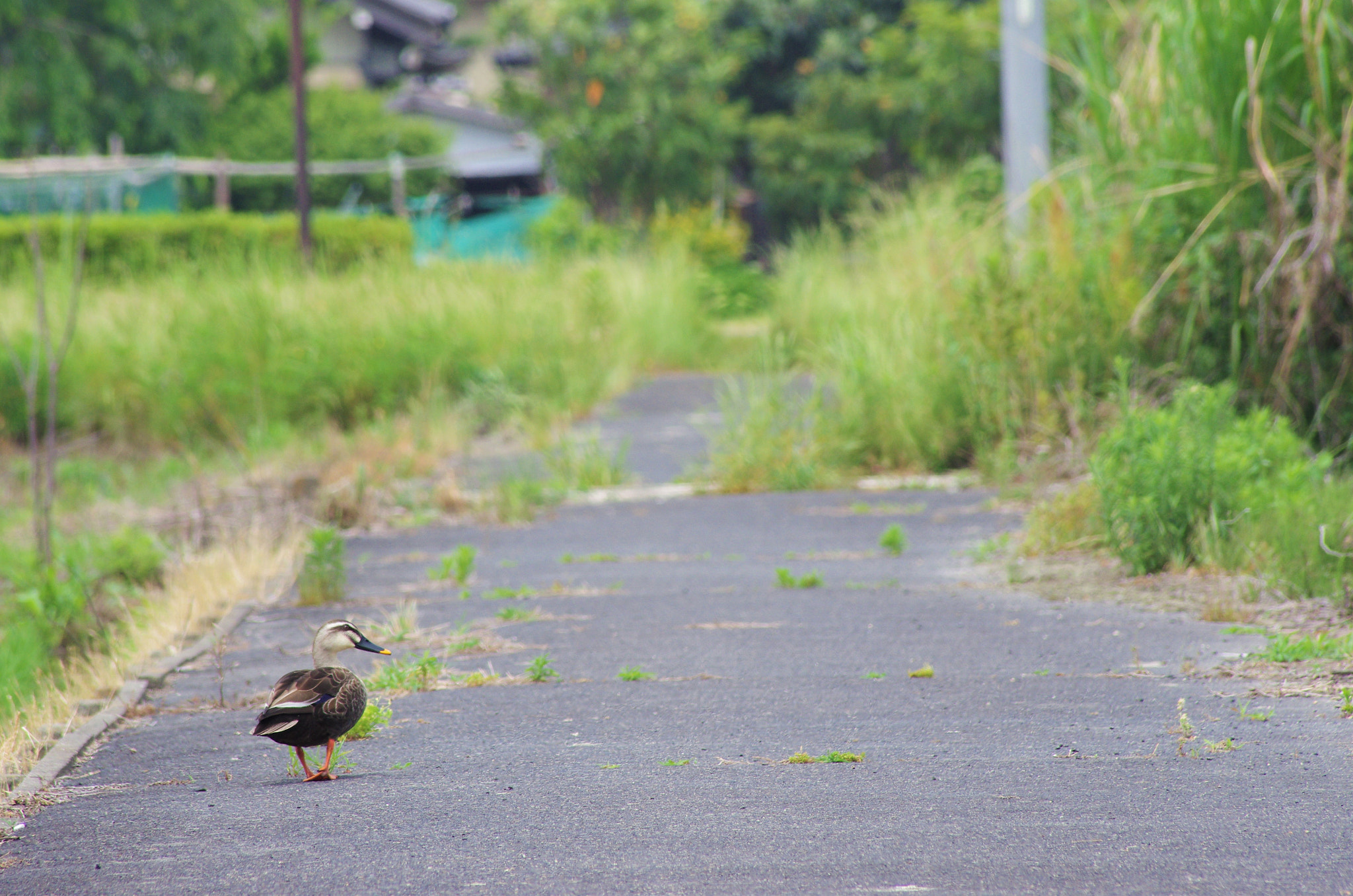 Sigma Lens (3 255) sample photo. Strolling photography