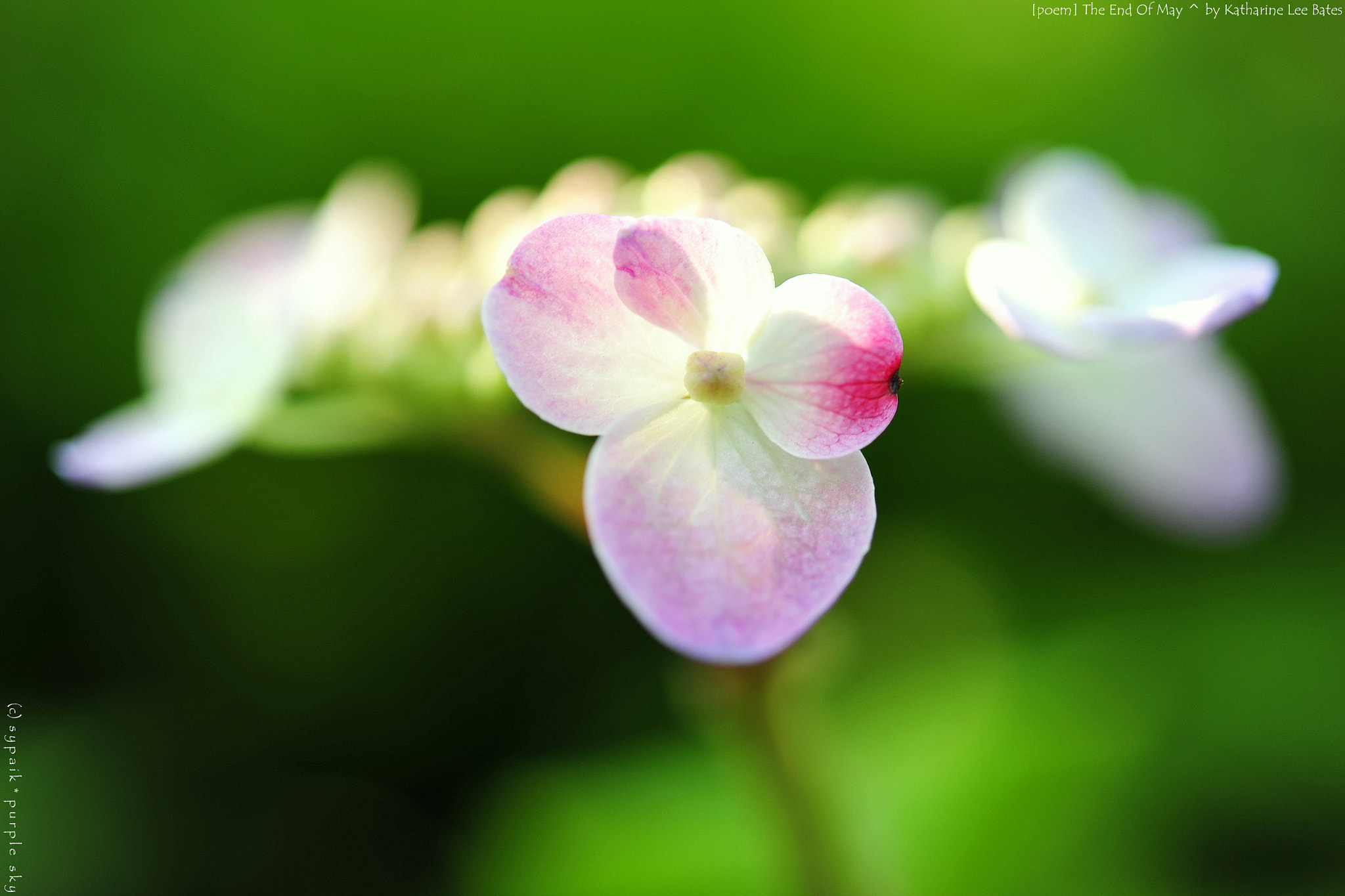 Nikon AF-S Micro-Nikkor 60mm F2.8G ED sample photo. The end of may photography