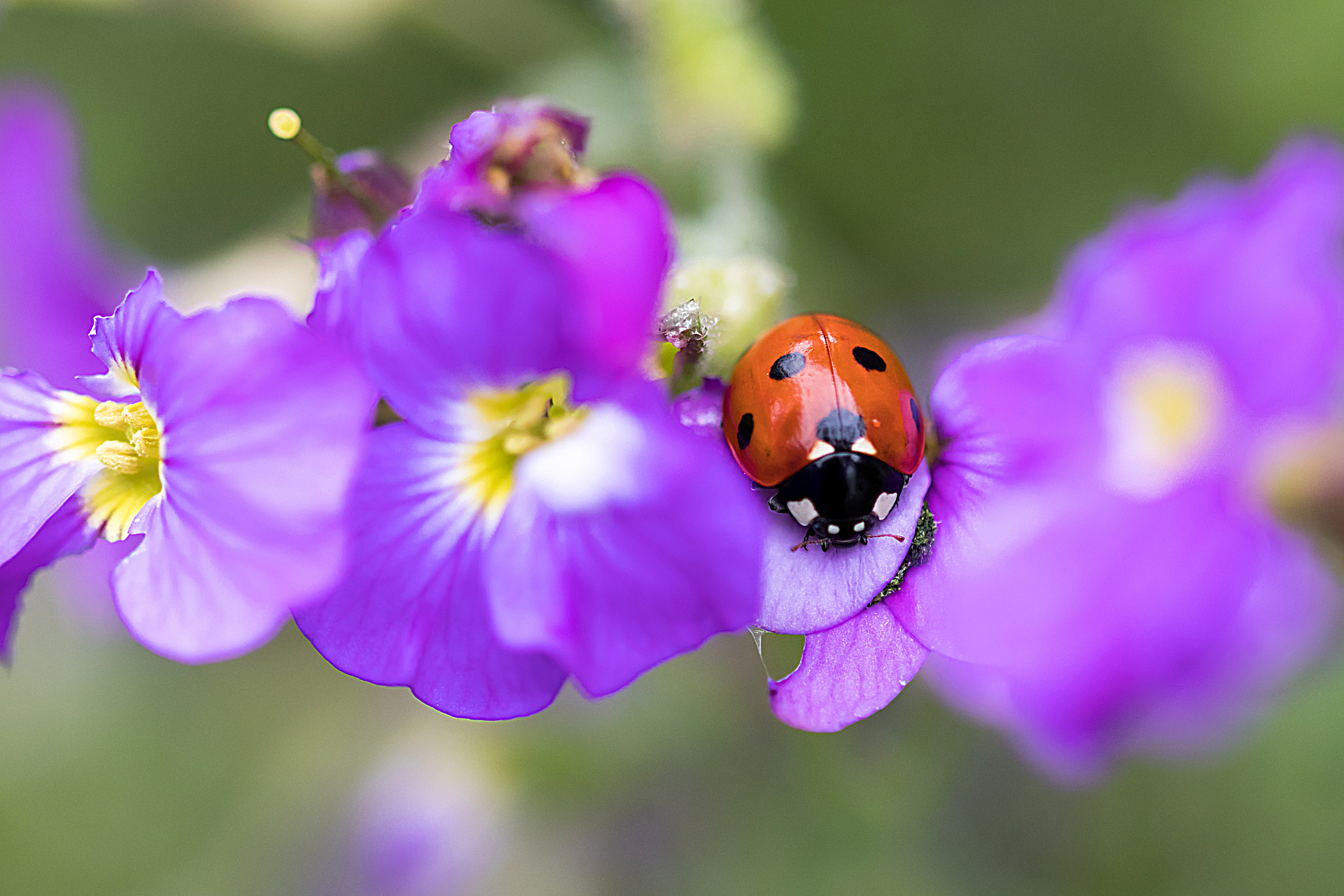 Sigma 105mm F2.8 EX DG OS HSM sample photo. Little lady photography