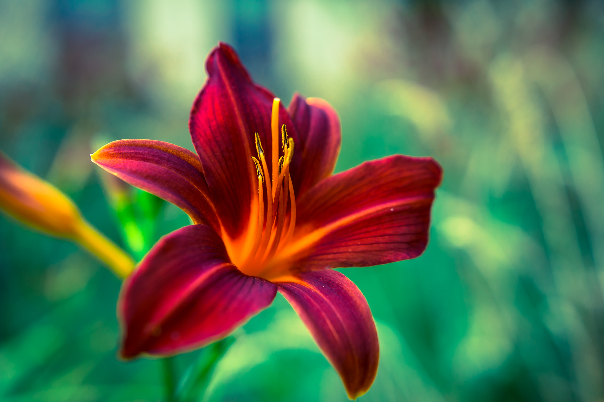 Sony SLT-A57 + Sigma 18-35mm F1.8 DC HSM Art sample photo. Fire lily photography