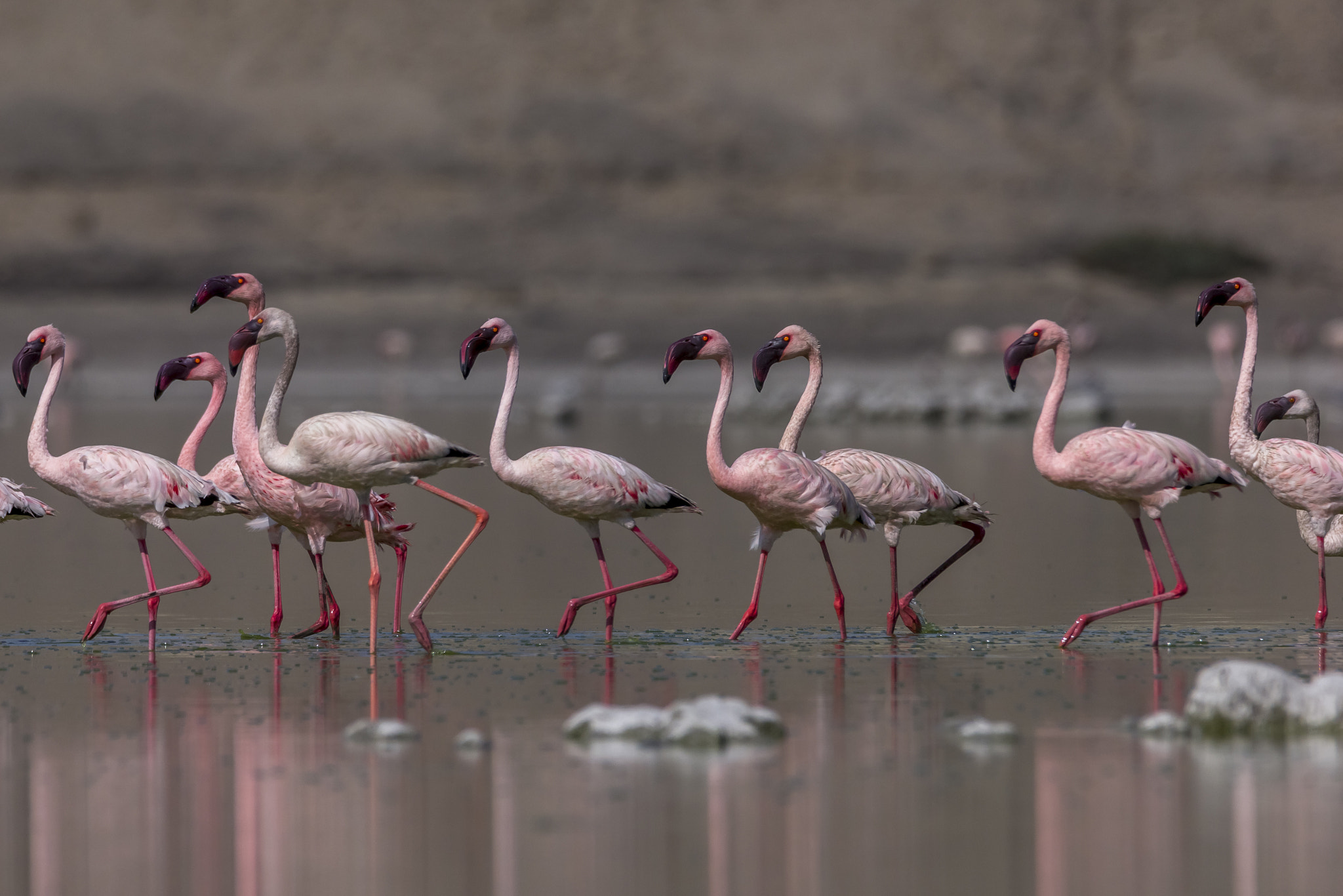 Sigma 150-600mm F5-6.3 DG OS HSM | C sample photo. Morning walk, lesser flamingo photography