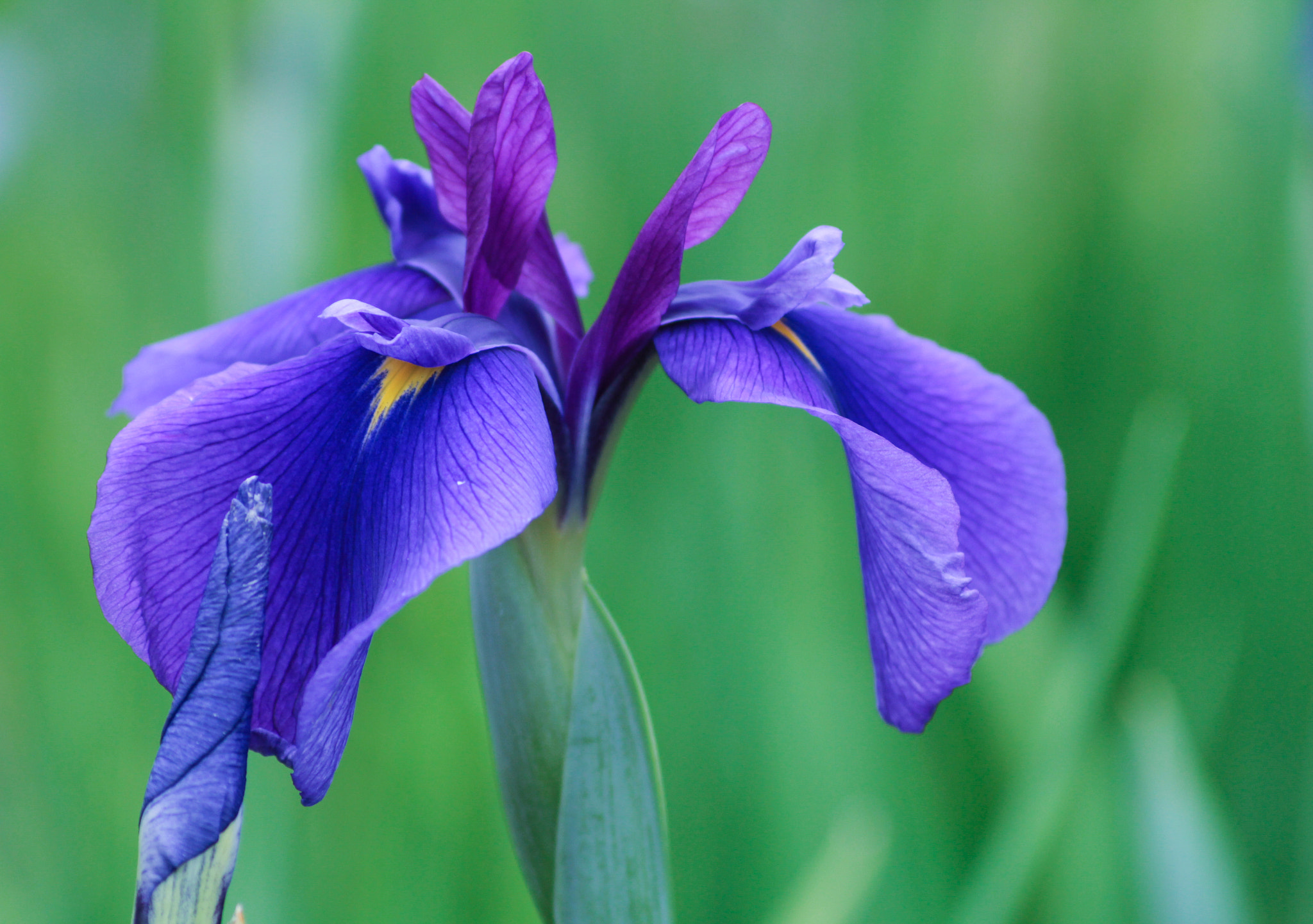 Canon EOS 100D (EOS Rebel SL1 / EOS Kiss X7) sample photo. Iris photography