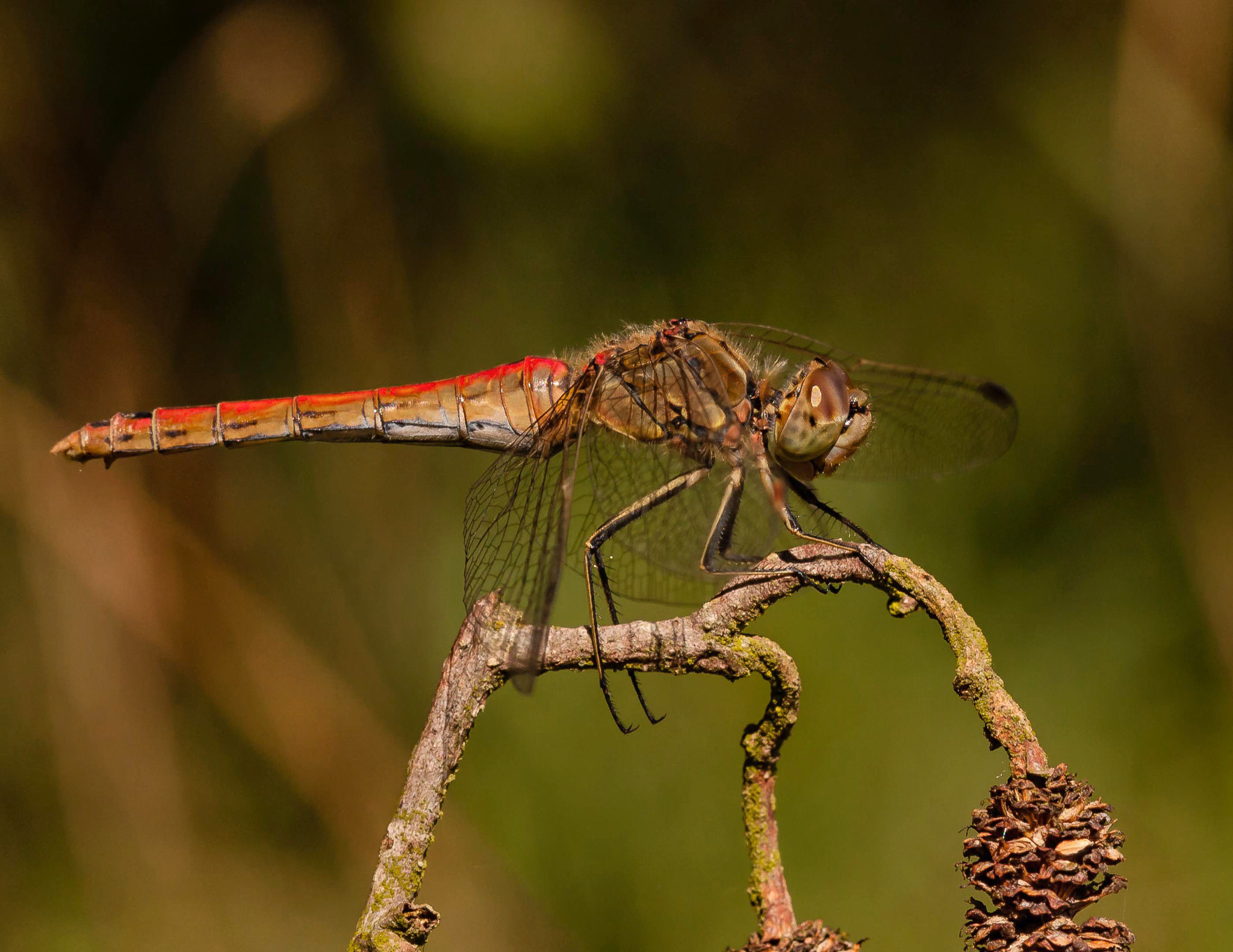 Canon EF 100mm F2.8 Macro USM sample photo. Spindly legs photography