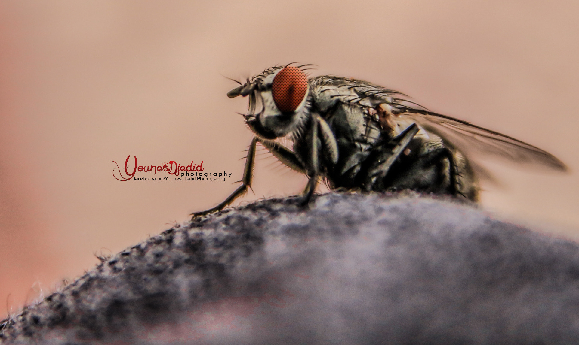 Canon EOS 70D + Sigma 18-50mm f/2.8 Macro sample photo. Hhh photography
