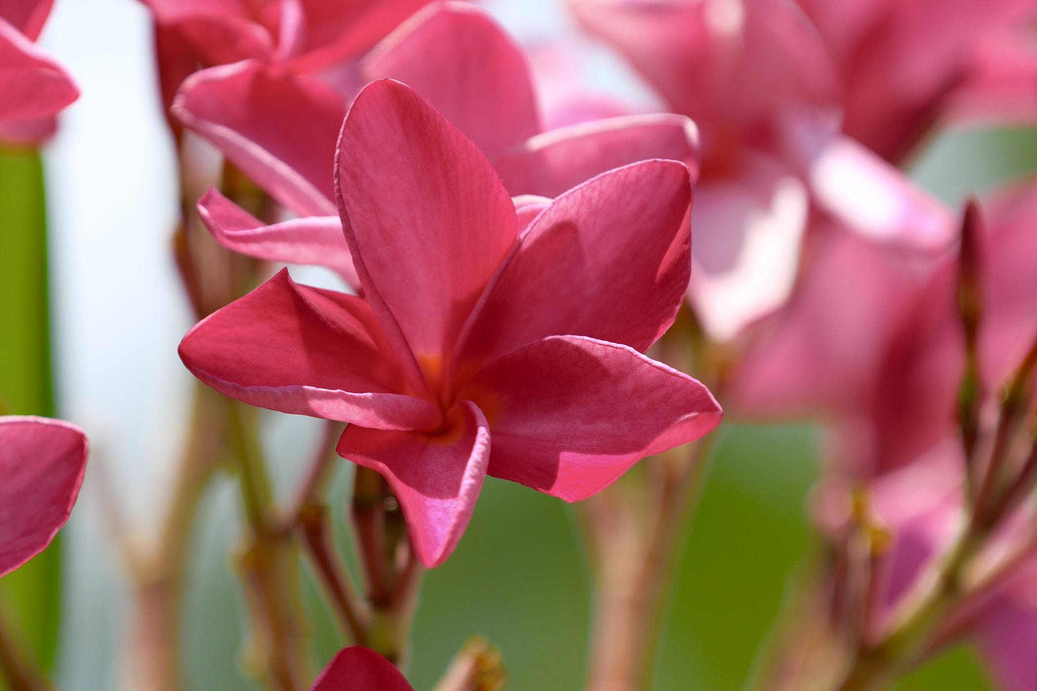 Canon EF 70-200mm F2.8L IS II USM sample photo. Image photography