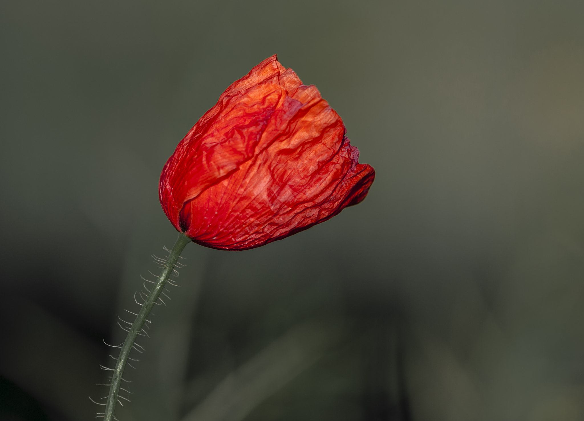 Sigma APO Macro 180mm F3.5 EX DG HSM sample photo. Amapola photography