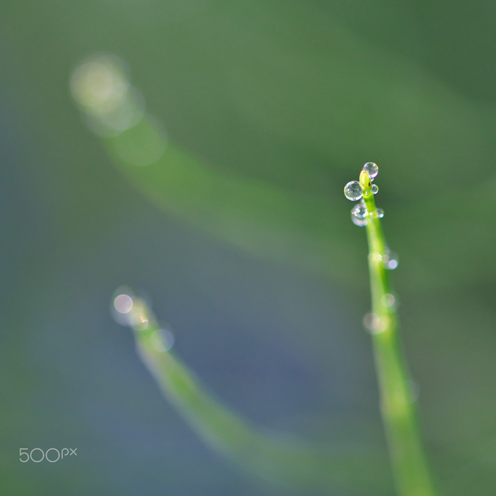 VR 105mm F/2.8 G sample photo. The dew photography