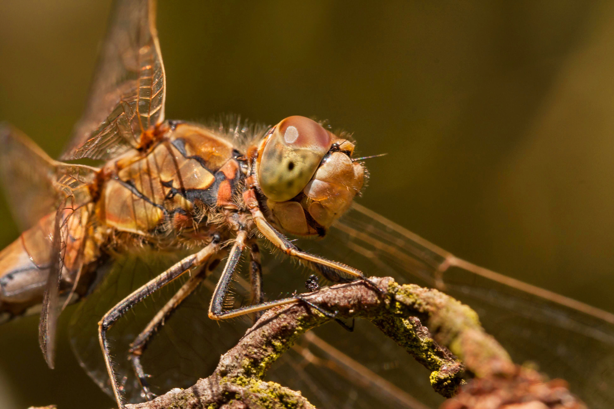 Canon EF 100mm F2.8 Macro USM sample photo. Smile photography