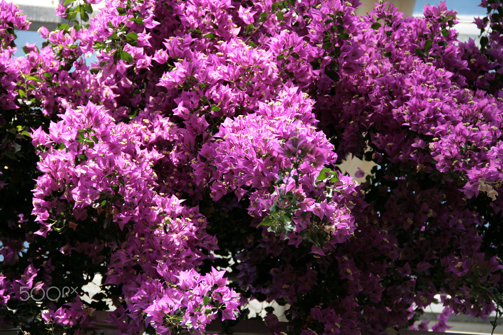 Canon EOS 400D (EOS Digital Rebel XTi / EOS Kiss Digital X) sample photo. Atsalea photography