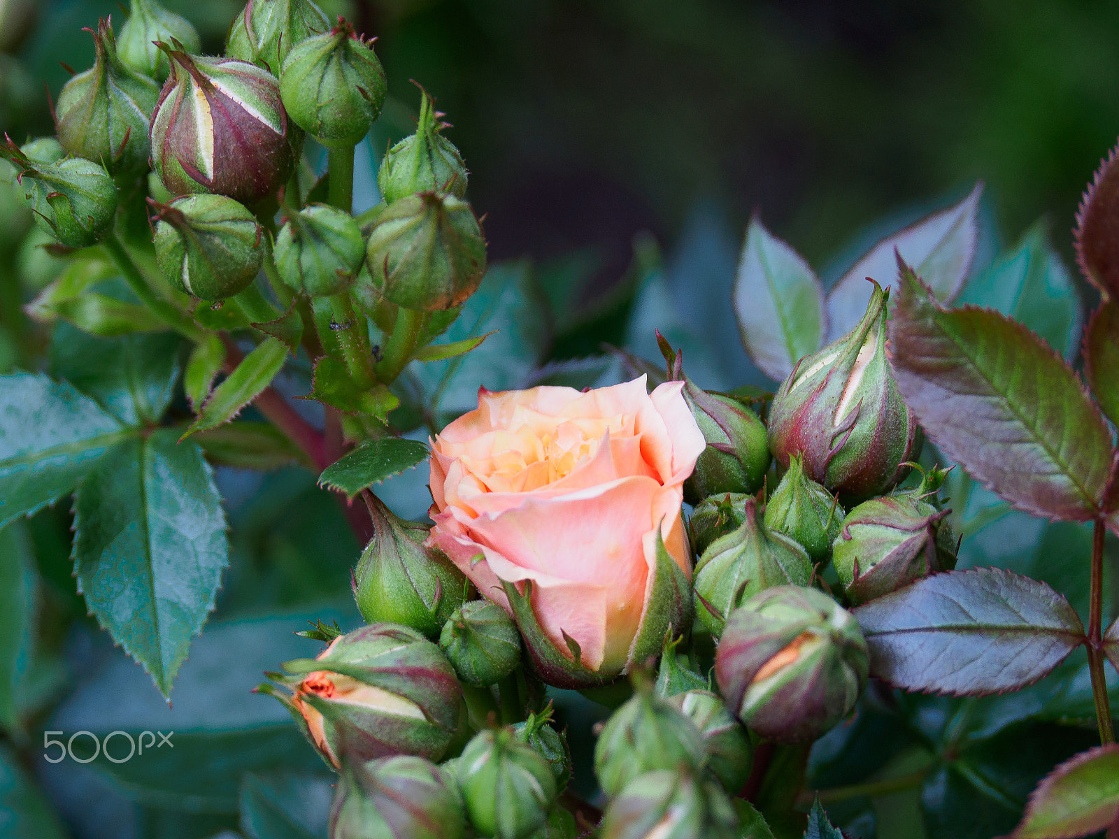 Panasonic Leica D Vario-Elmar 14-150mm F3.5-5.6 Asph Mega OIS sample photo. Blooming photography