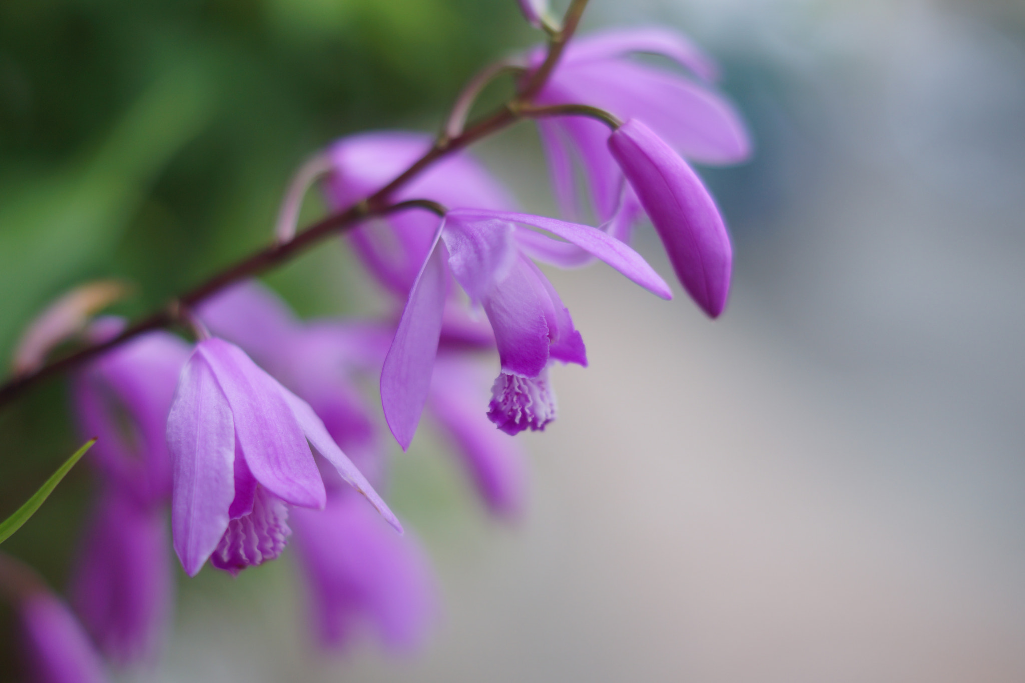 Sony SLT-A77 + Sony DT 50mm F1.8 SAM sample photo. Little flower photography