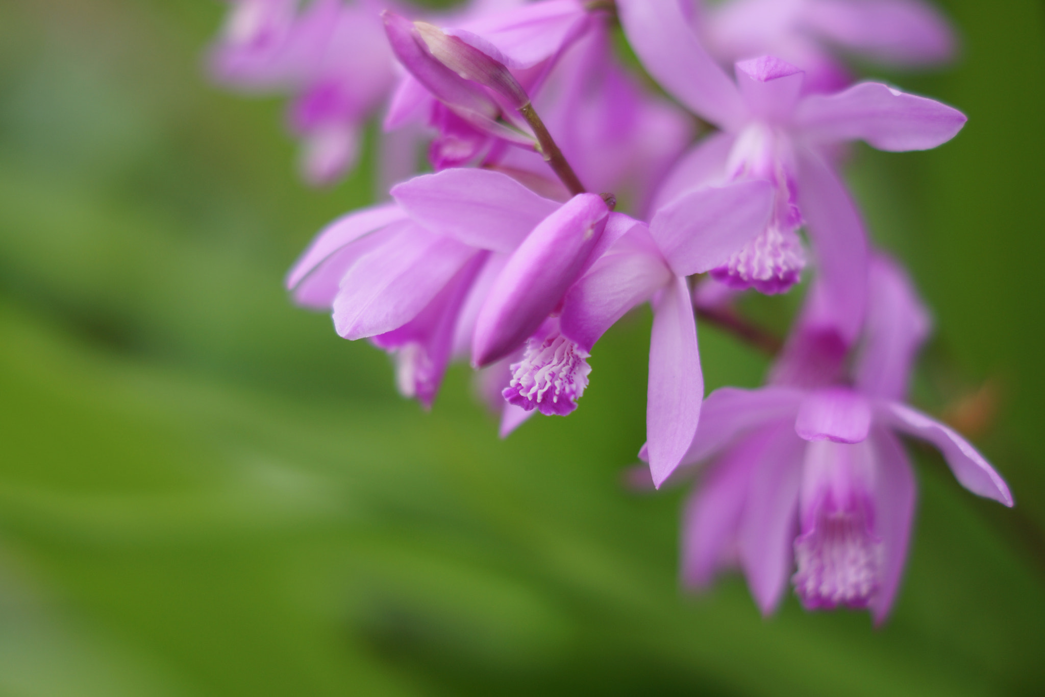Sony SLT-A77 + Sony DT 50mm F1.8 SAM sample photo. Little flower photography