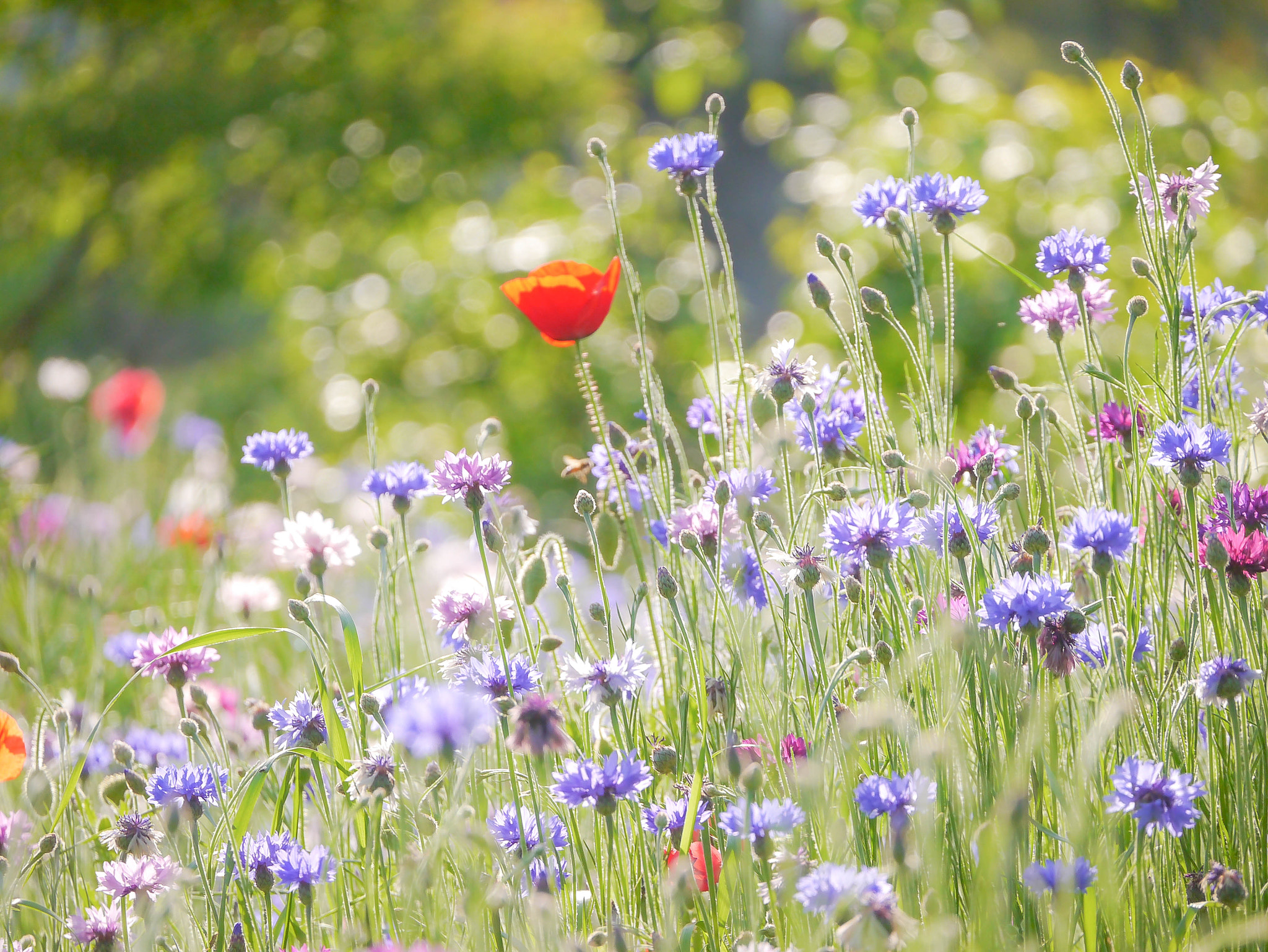 LUMIX G VARIO 45-150/F4.0-5.6 sample photo. Early summer photography