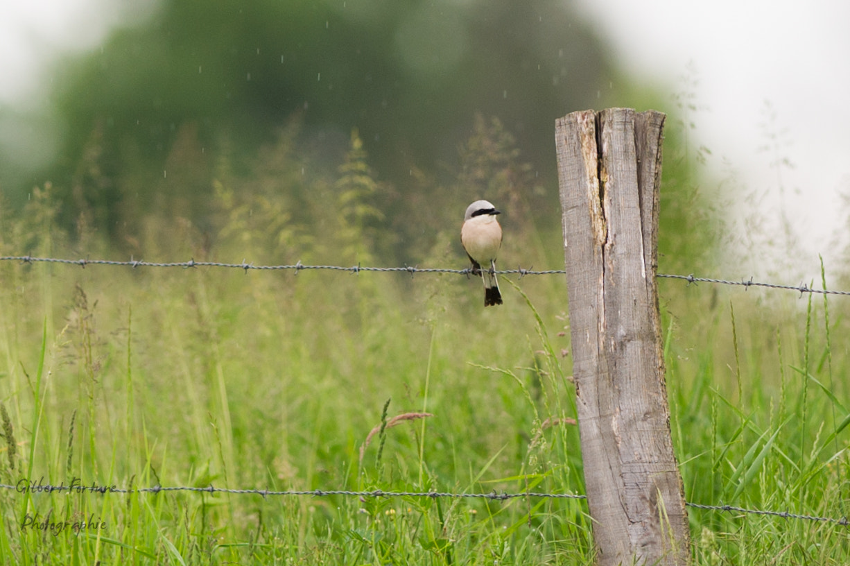 Nikon AF-S Nikkor 300mm F2.8G ED VR II sample photo. Pie grièche sous la pluie photography