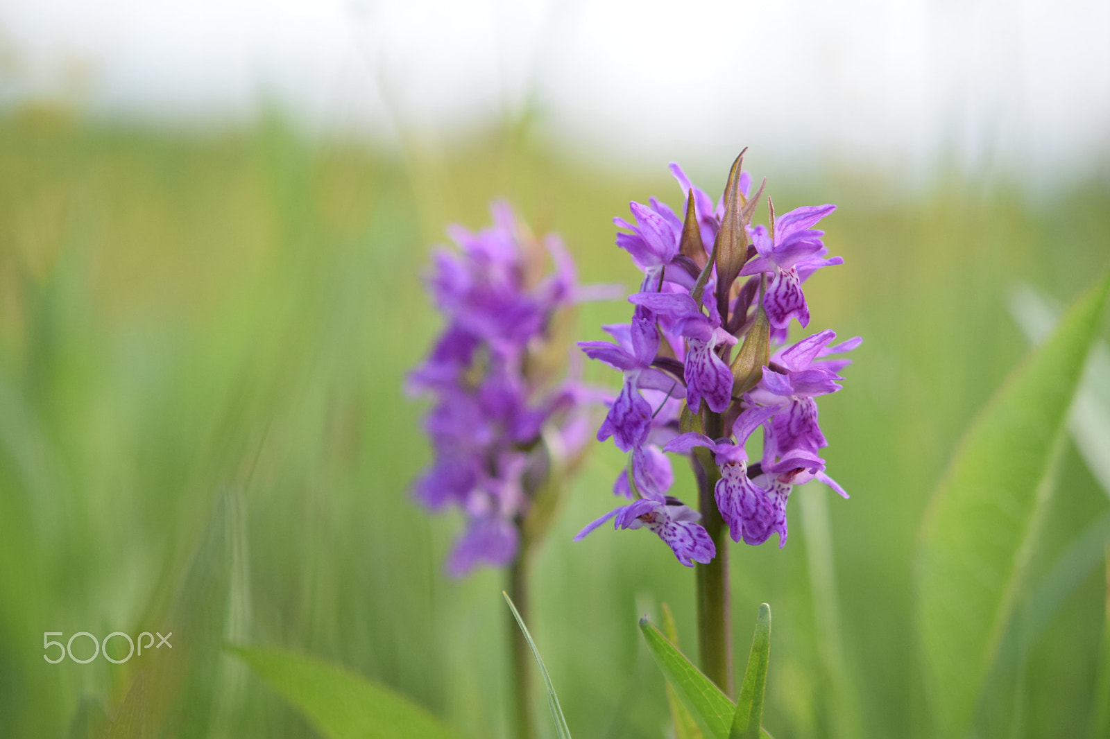 Nikon AF-S Micro-Nikkor 60mm F2.8G ED sample photo. Dactylorhiza majalis photography