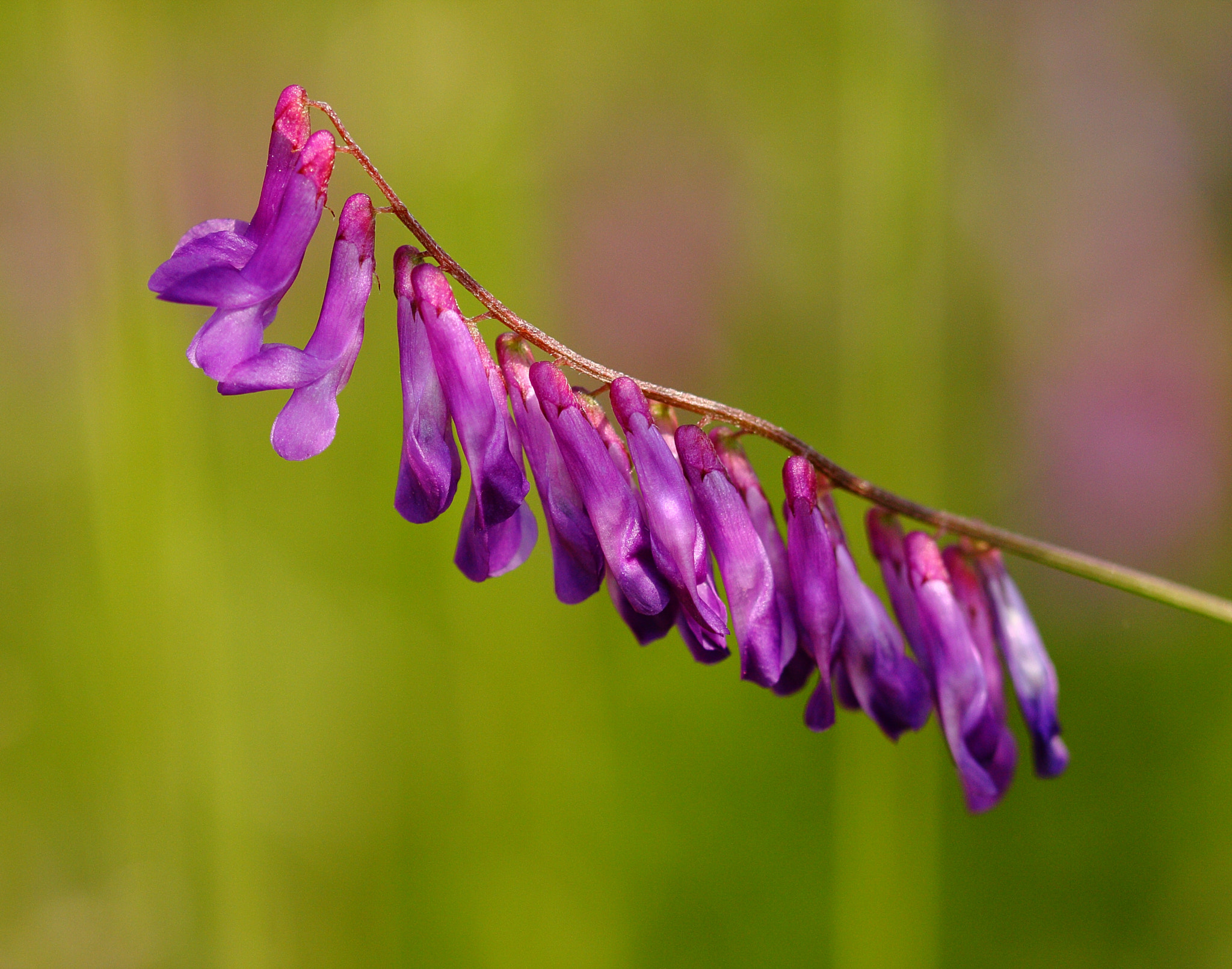 Sigma 105mm F2.8 EX DG OS HSM sample photo. +++ photography