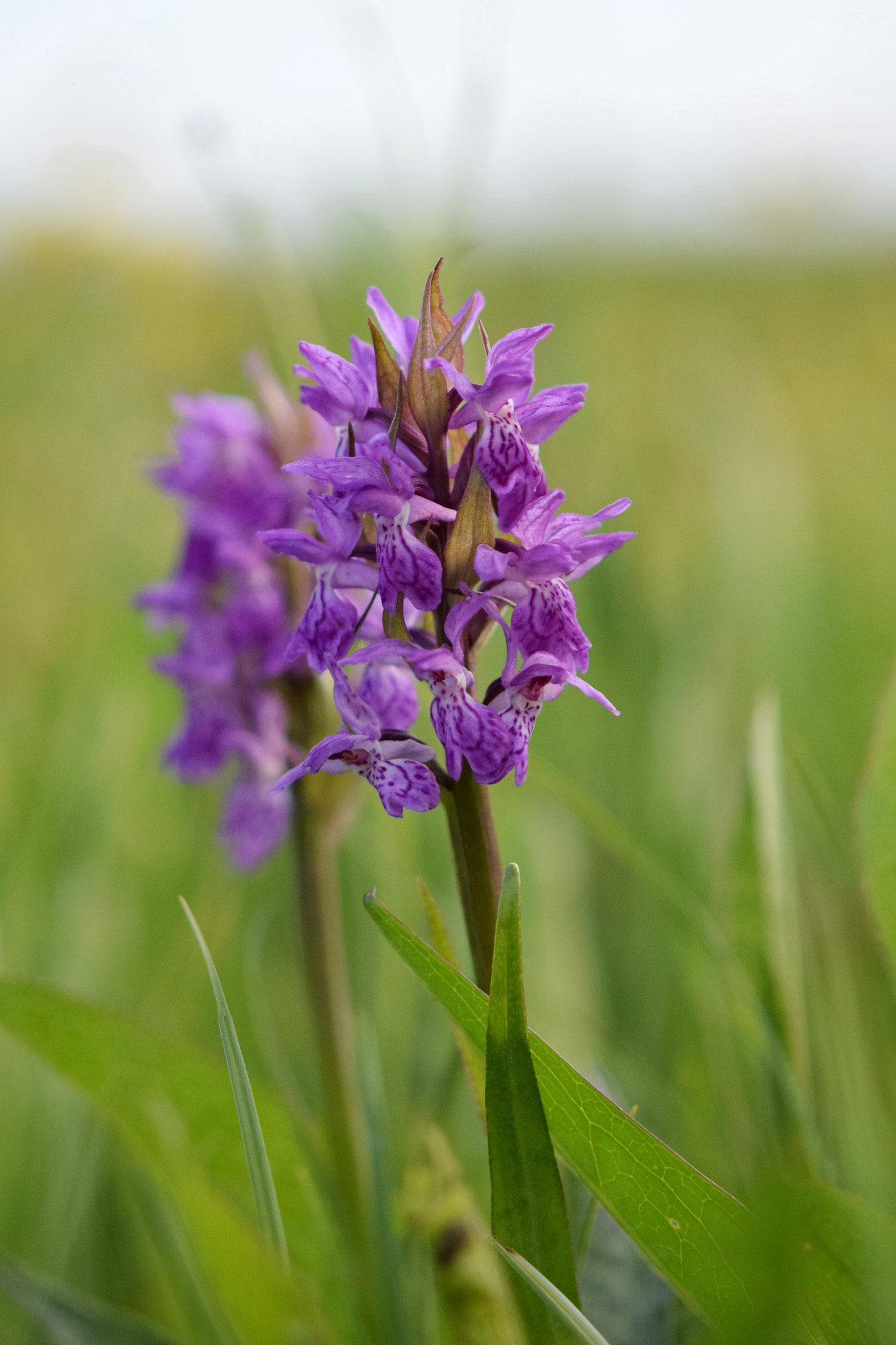 Nikon AF-S Micro-Nikkor 60mm F2.8G ED sample photo. Dactylorhiza majalis photography