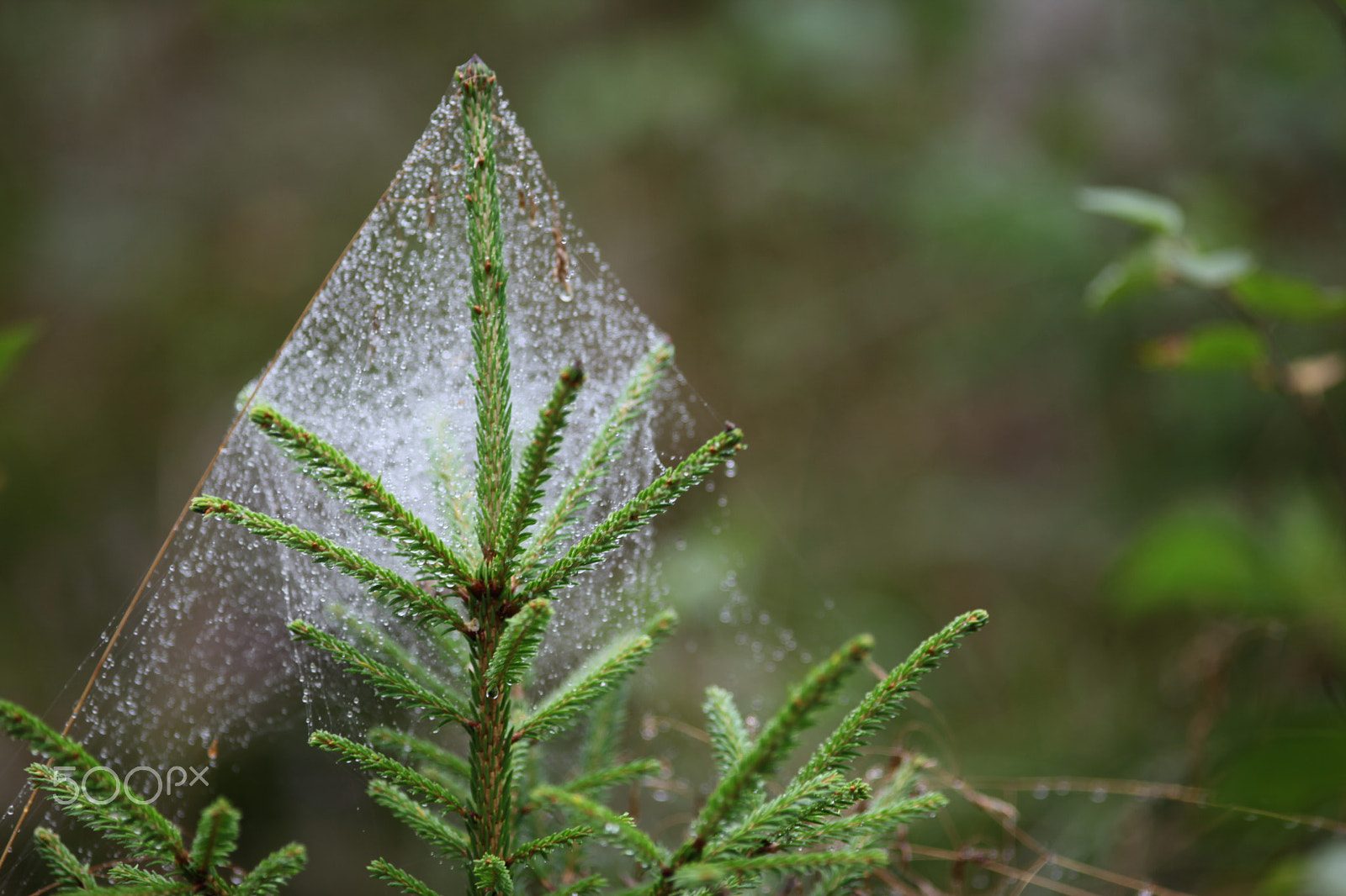 Canon EF 200mm F2.8L II USM sample photo. Spider web, hämähäkin seitti photography