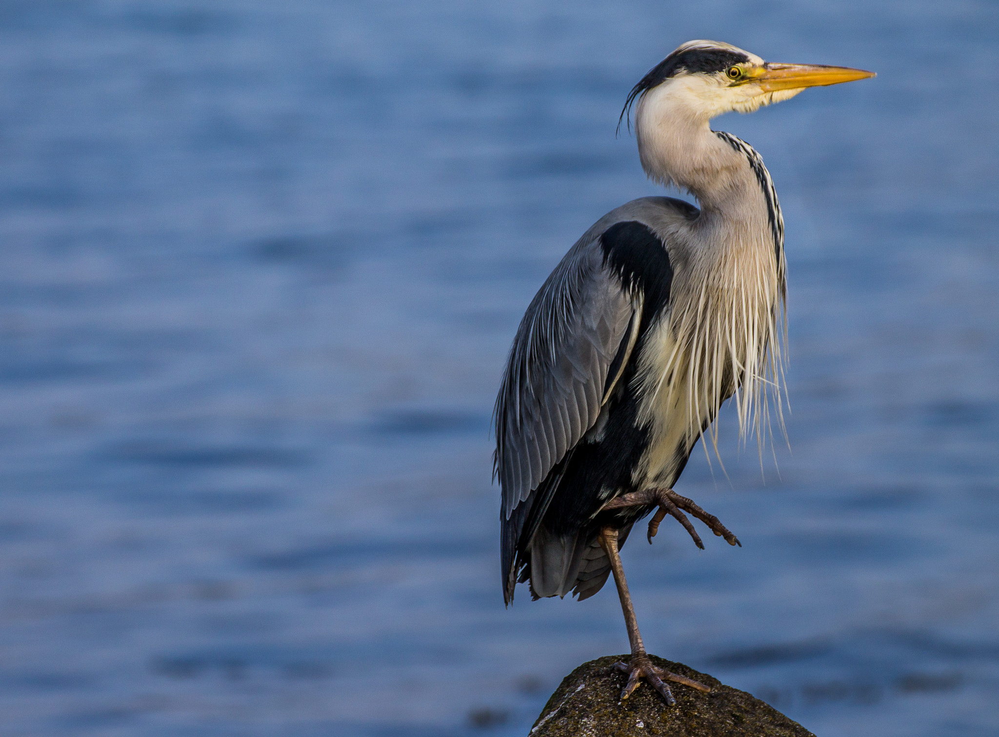 Tamron SP 35mm F1.8 Di VC USD sample photo. Heron 1 photography