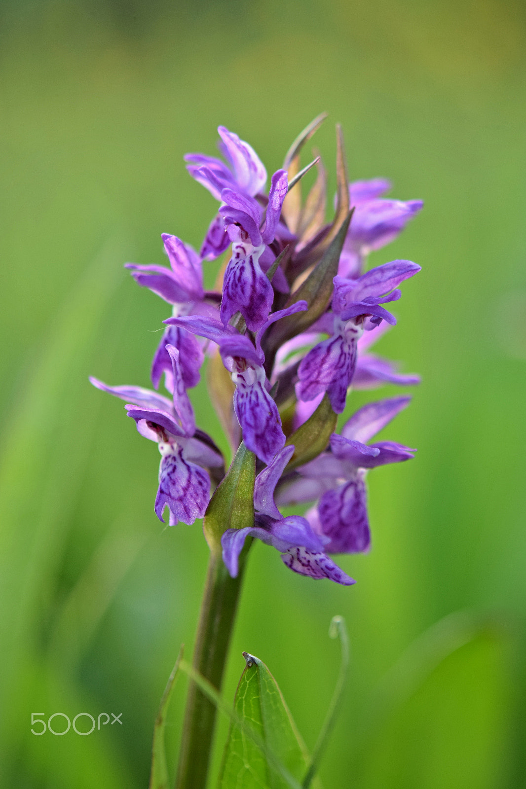 Nikon AF-S Micro-Nikkor 60mm F2.8G ED sample photo. Dactylorhiza majalis photography