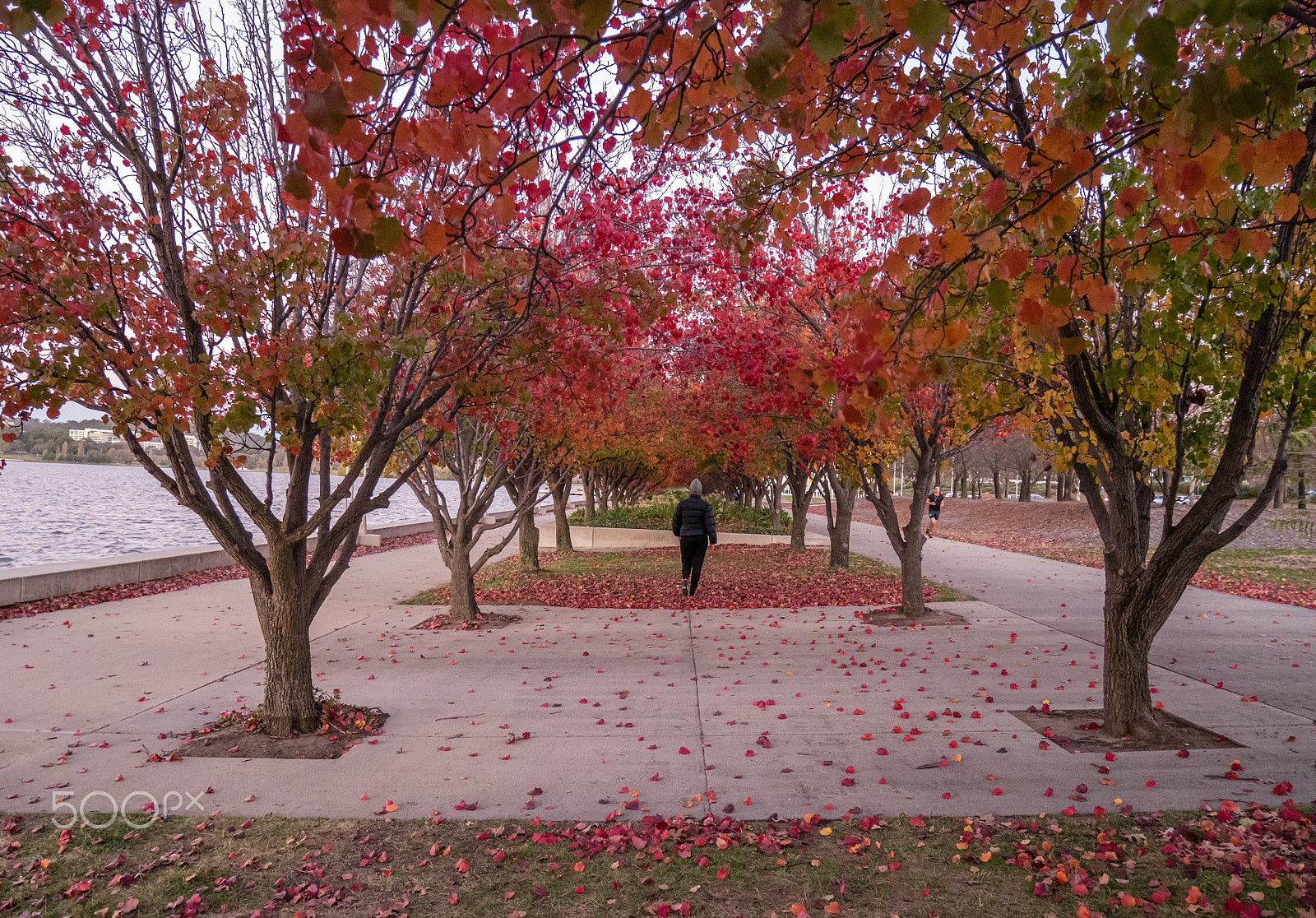Panasonic DMC-GM1S sample photo. Simply autumn photography