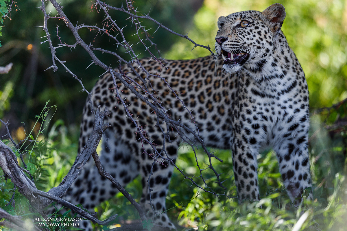 Nikon AF-S Nikkor 500mm F4E FL ED VR sample photo. Leopard photography