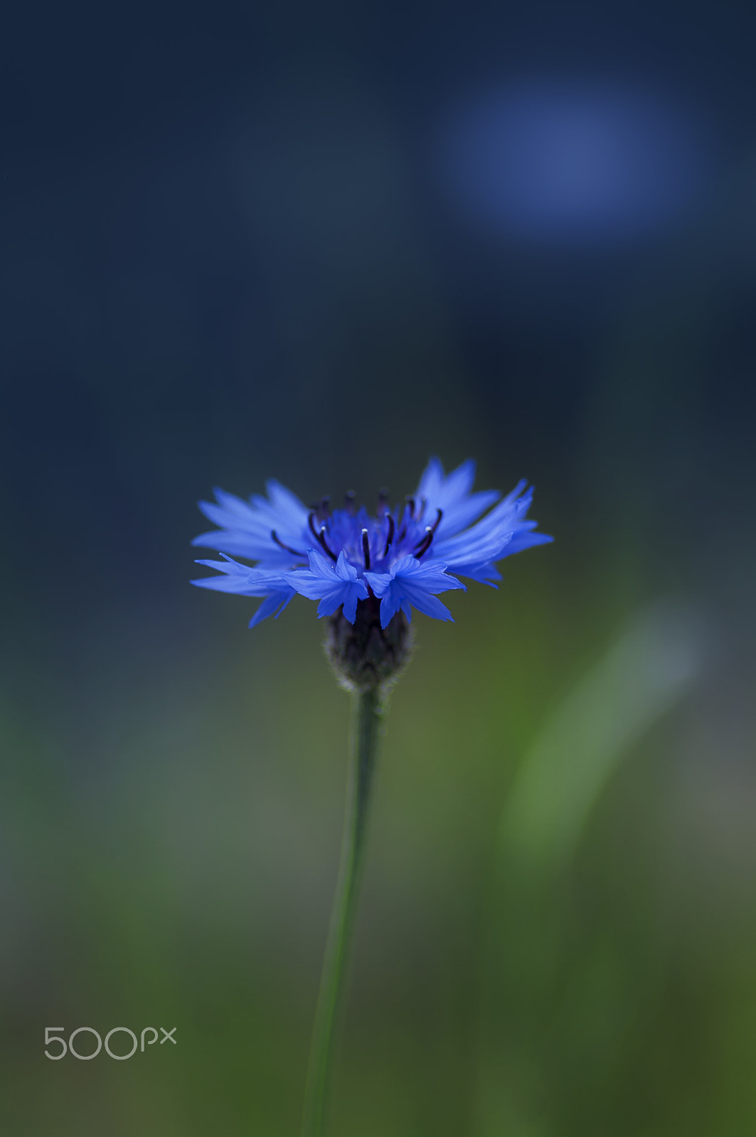 Pentax K20D + Pentax smc D-FA 100mm F2.8 macro sample photo. Cornflower photography