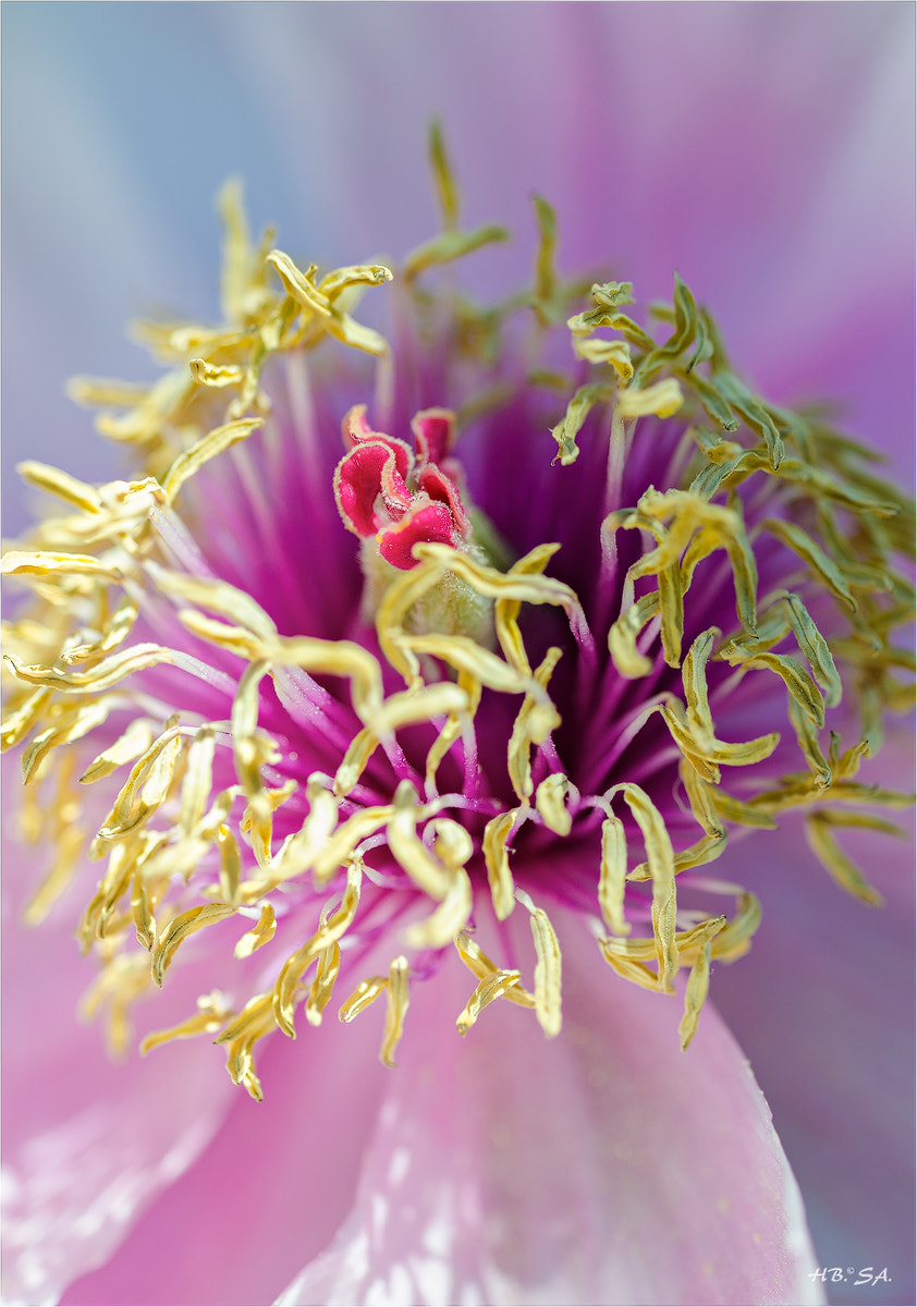 Sigma 150mm F2.8 EX DG OS Macro HSM sample photo. Innenleben photography
