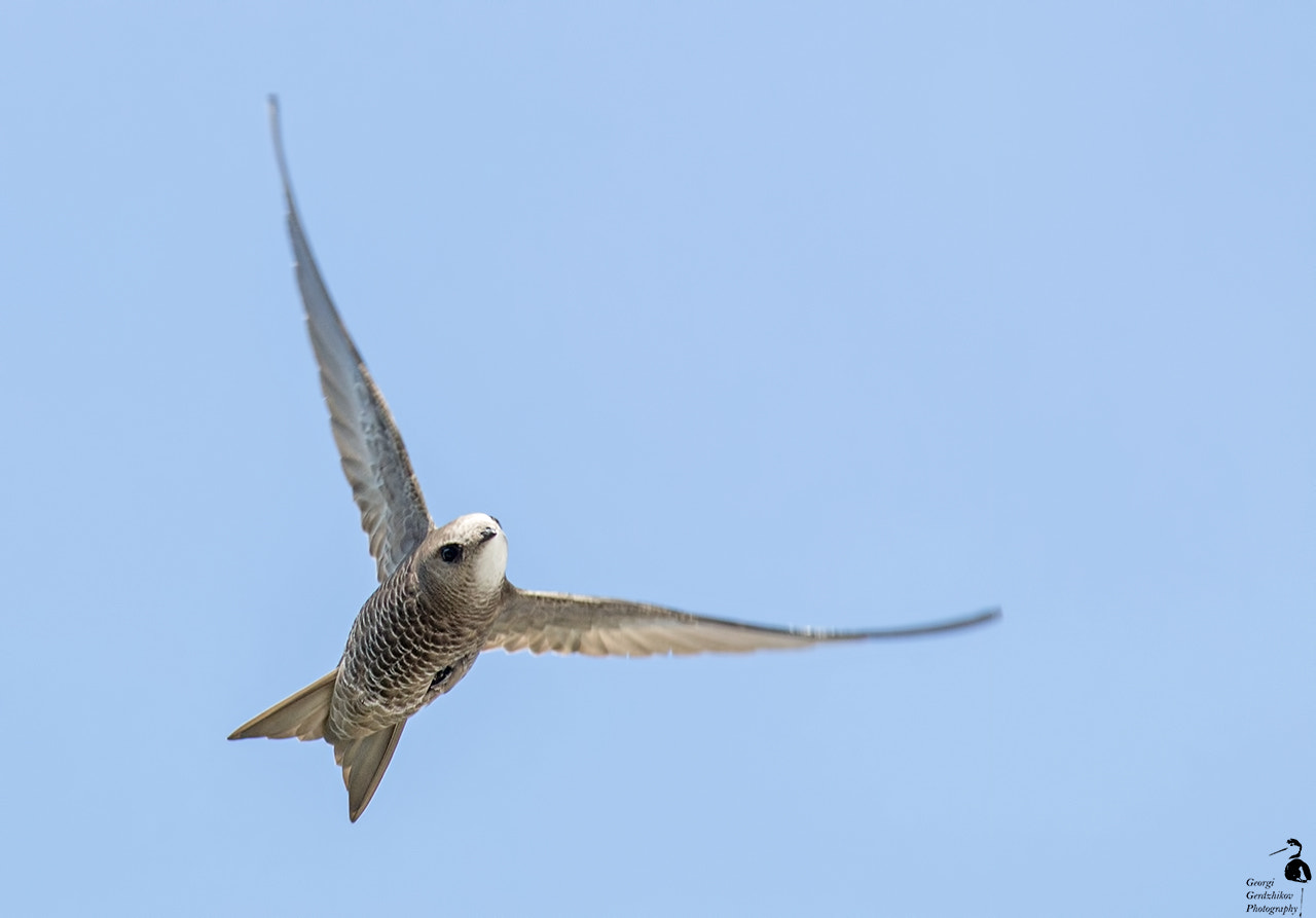 Canon EOS 70D + Canon EF 400mm F5.6L USM sample photo. Pallid swift photography