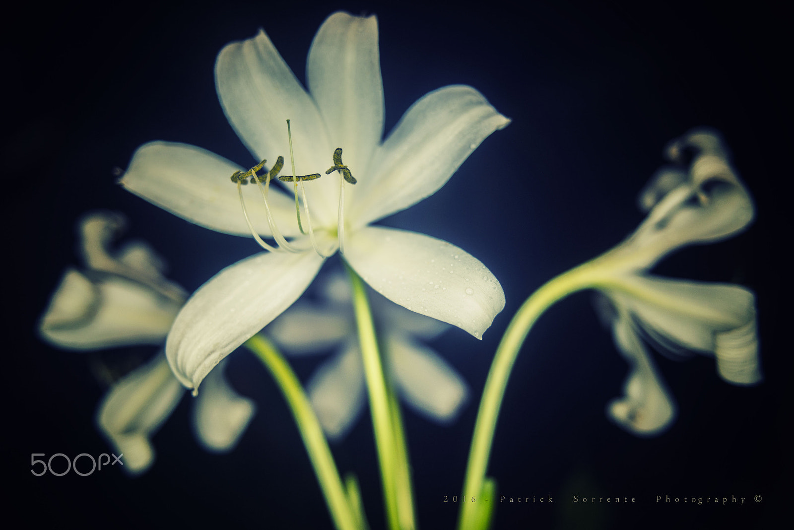Nikon D600 + Nikon AF Nikkor 24mm F2.8D sample photo. Flor de lis photography