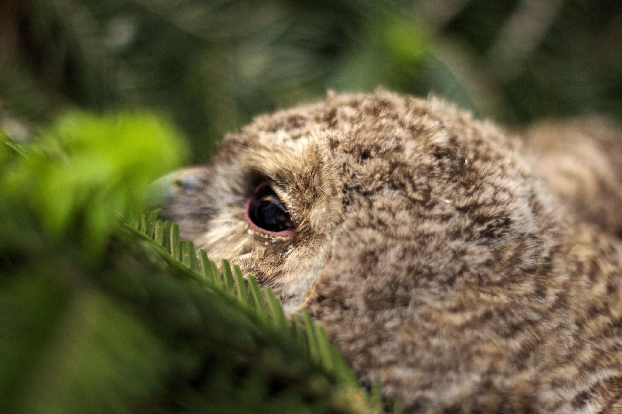 Canon EOS 600D (Rebel EOS T3i / EOS Kiss X5) + Canon EF 50mm F1.8 II sample photo. Young tawny owl photography