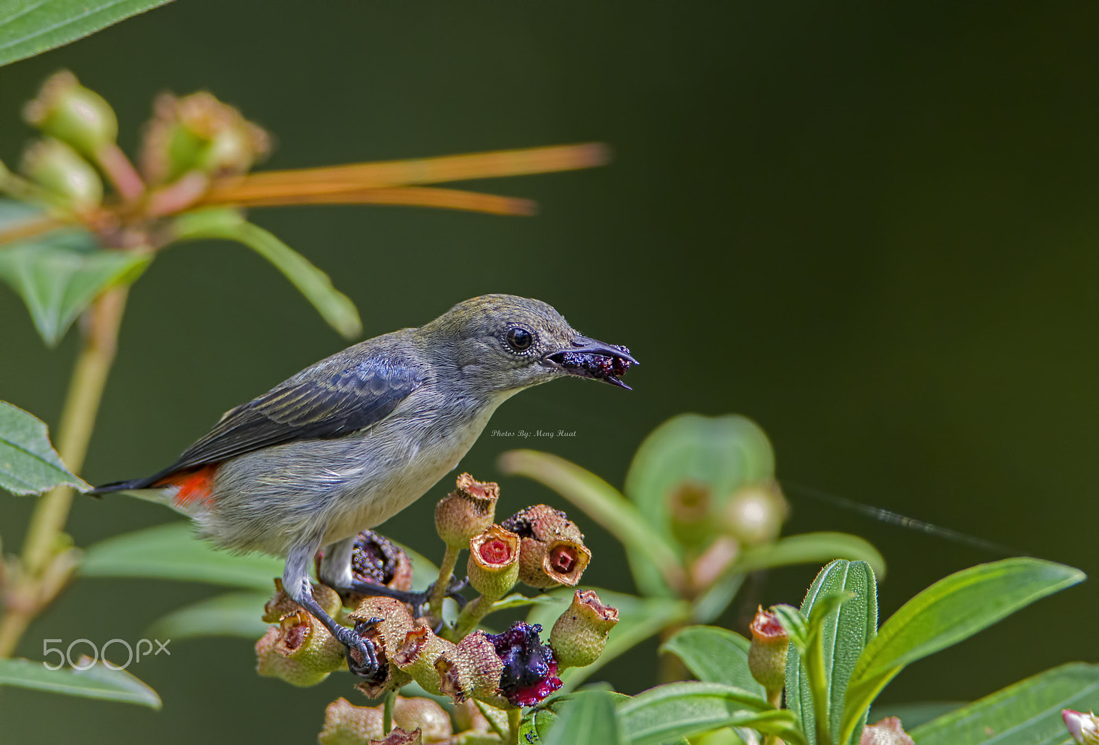 Canon EF 600mm F4L IS USM sample photo. Scarlet-backed flowerpecker - female photography