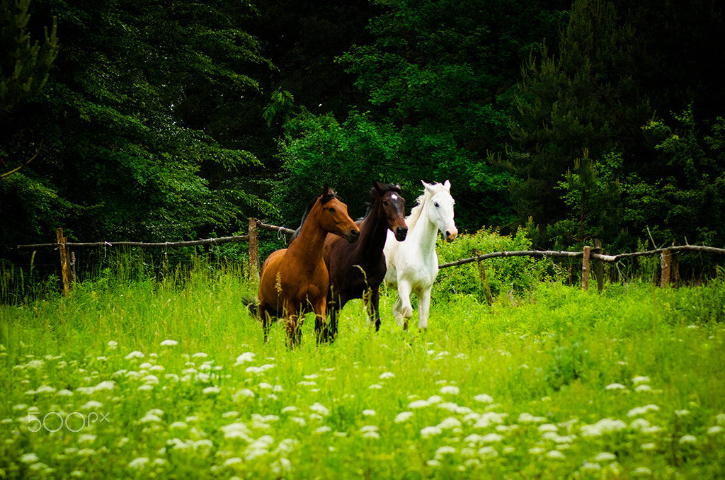 Pentax K-5 sample photo. Beauty of horses photography