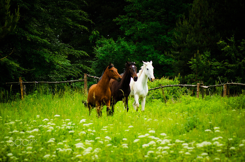 Pentax K-5 + Tamron AF 70-300mm F4-5.6 Di LD Macro sample photo. Beauty of horses photography