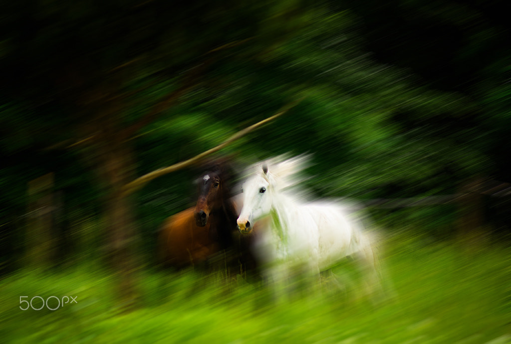 Tamron AF 70-300mm F4-5.6 Di LD Macro sample photo. Beauty of horses photography