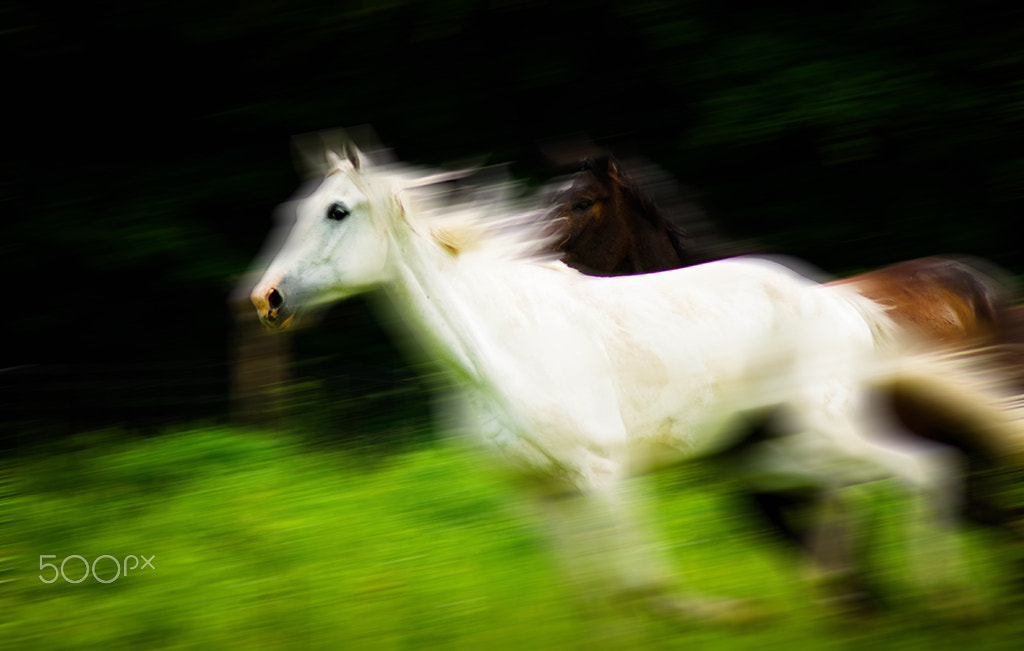 Tamron AF 70-300mm F4-5.6 Di LD Macro sample photo. Beauty of horses photography