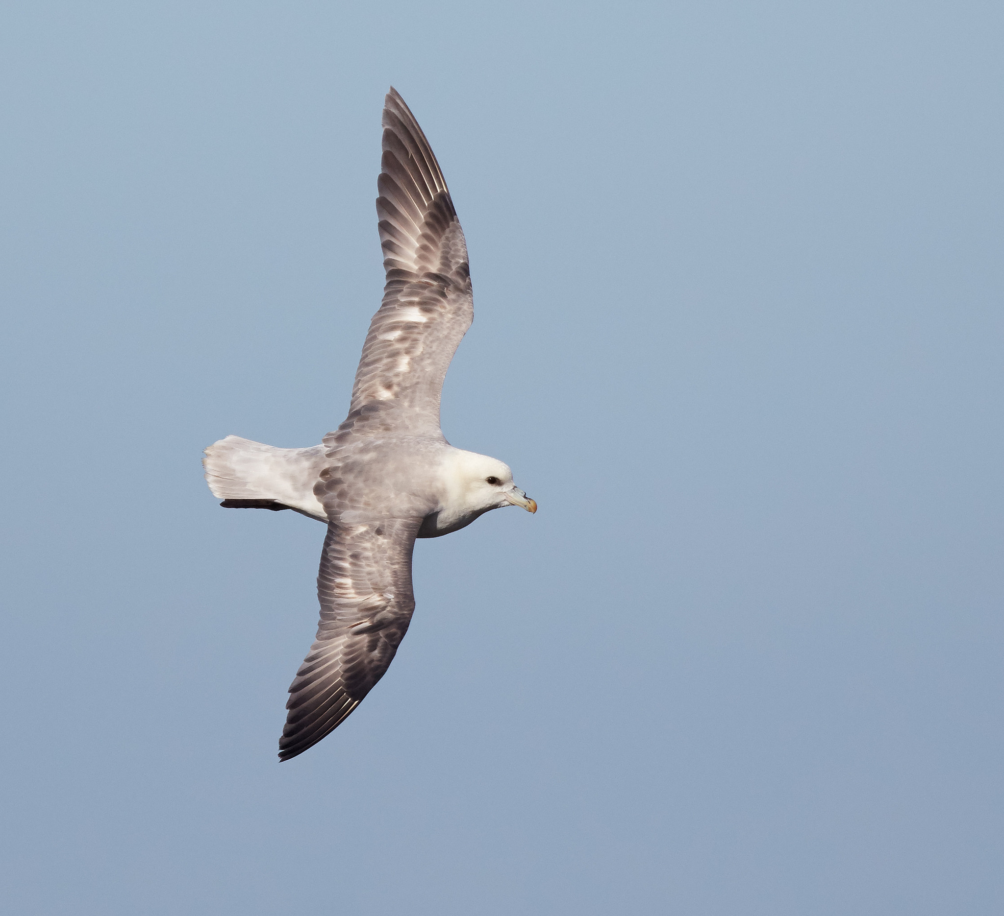 Canon EF 300mm F2.8L IS USM sample photo. Northern fulmar, fulmarus glacialis photography