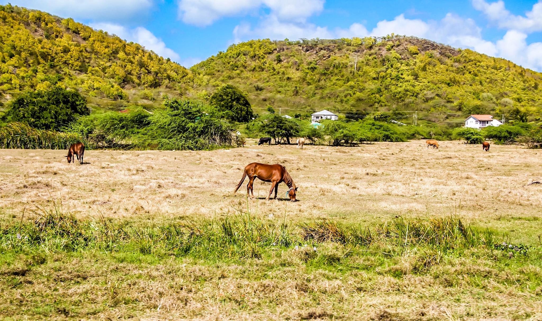 Canon EOS 650D (EOS Rebel T4i / EOS Kiss X6i) sample photo. Lush pasture  photography