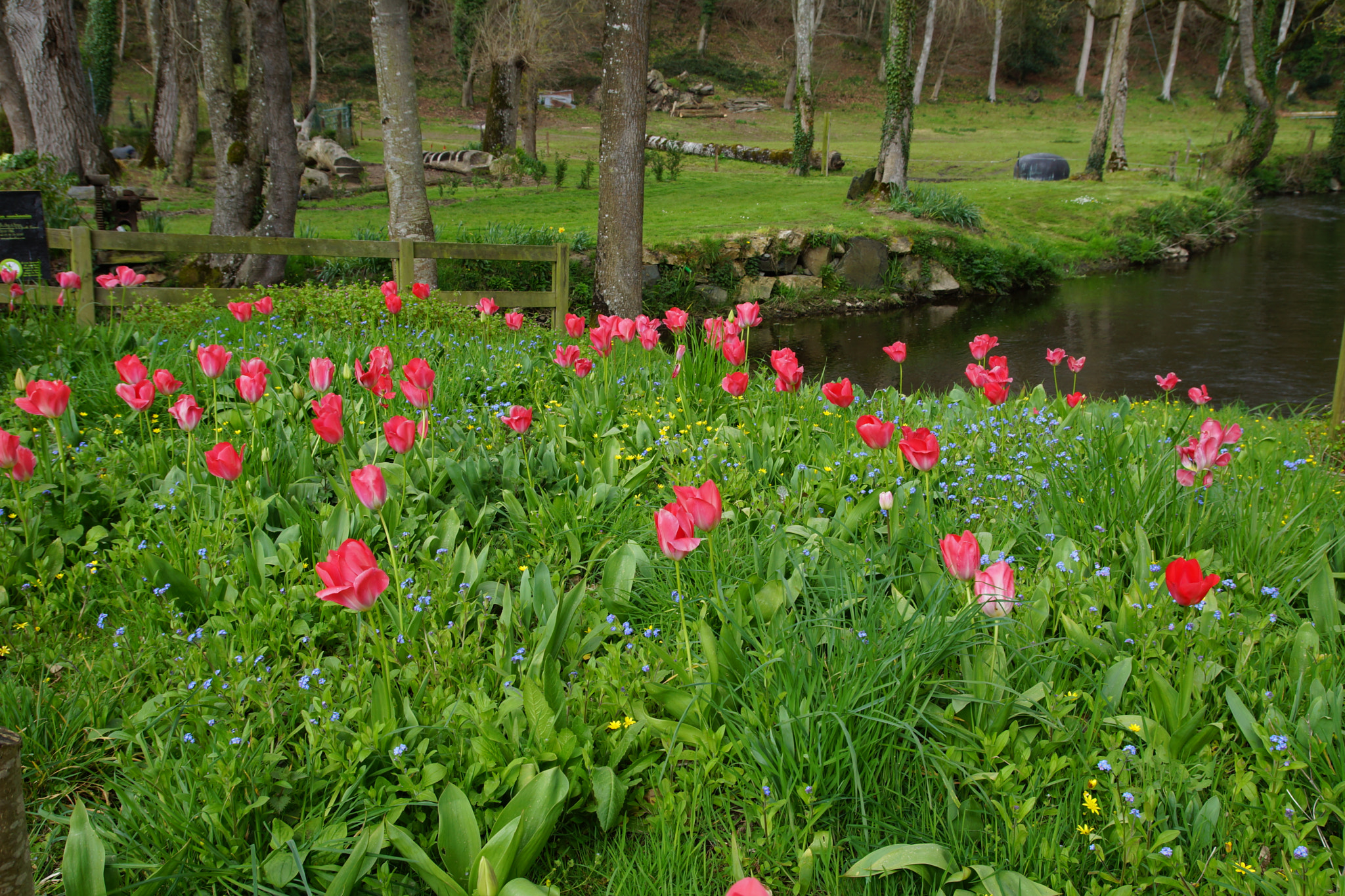 Sony SLT-A77 sample photo. Spring is here photography