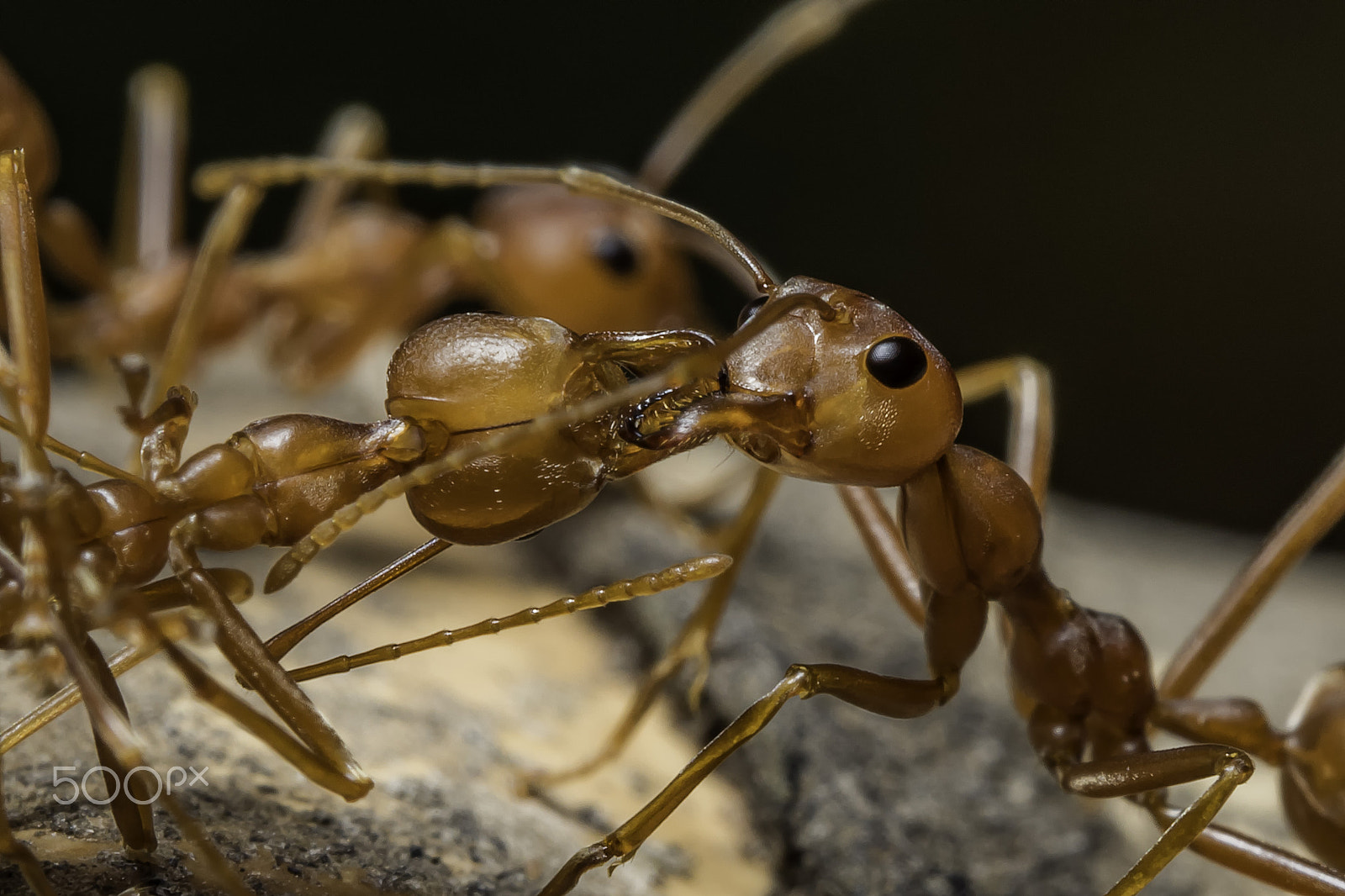 Panasonic Leica DG Macro-Elmarit 45mm F2.8 ASPH OIS sample photo. Ant kissing photography