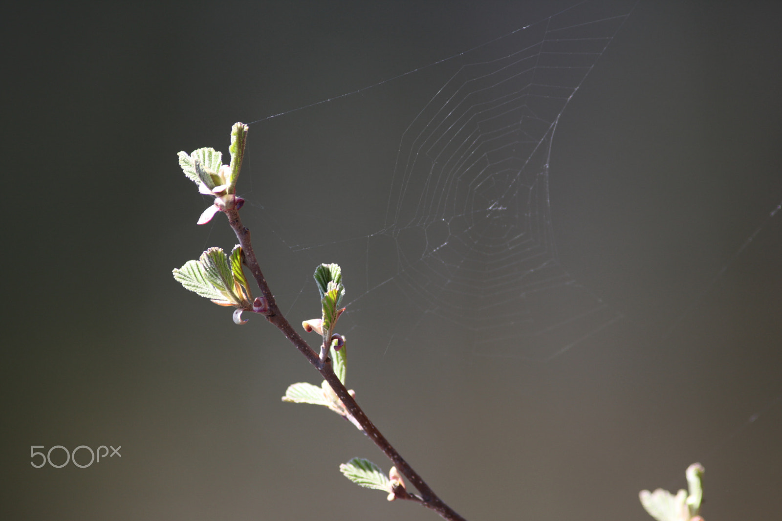 Canon EF 200mm f/2.8L II + 2x sample photo. Birch with web photography